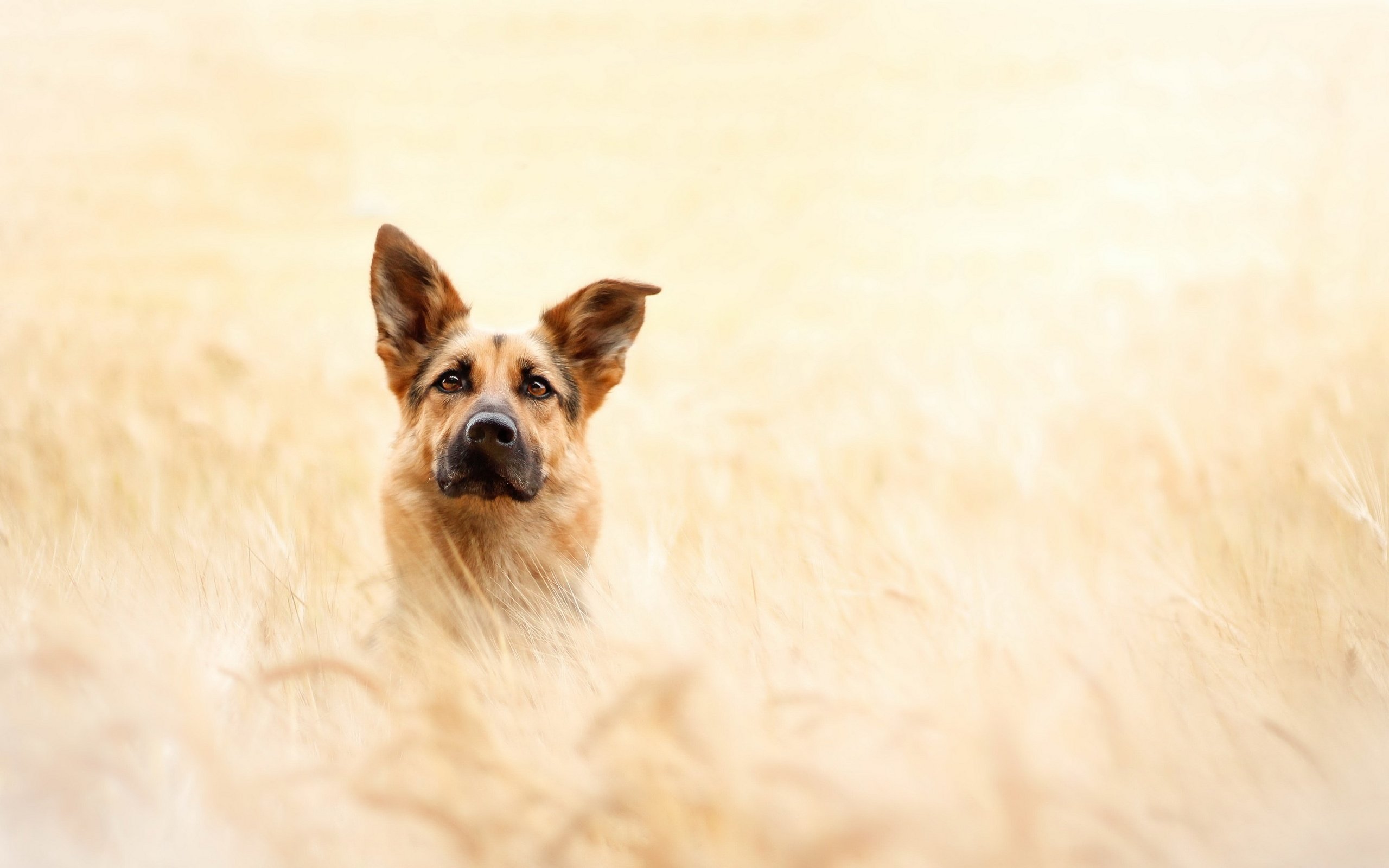 Обои взгляд, собака, друг, овчарка, look, dog, each, shepherd разрешение 2880x1781 Загрузить