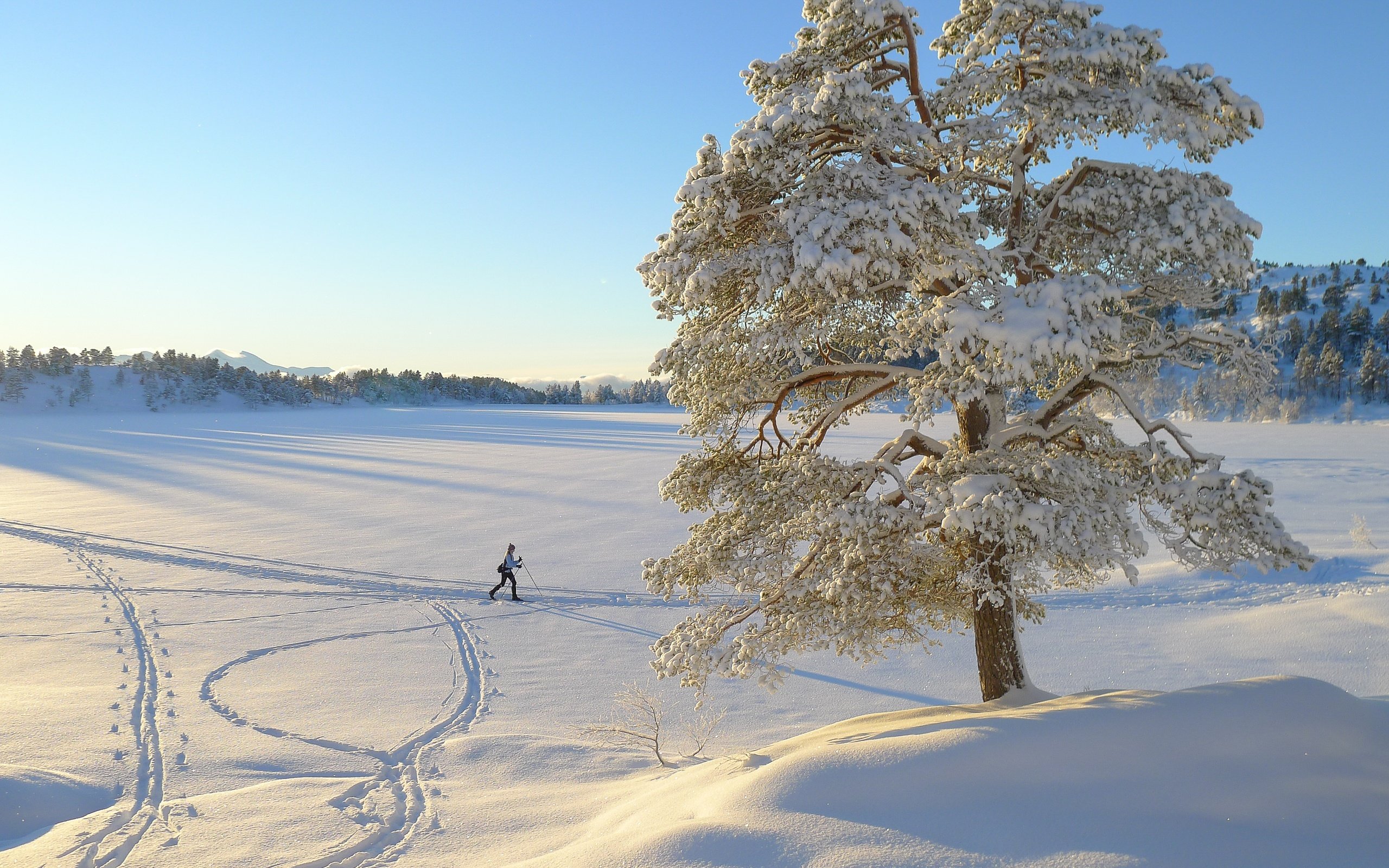 Обои дерево, зима, пейзаж, одинокое, лыжница, tree, winter, landscape, alone, skier разрешение 3776x2520 Загрузить