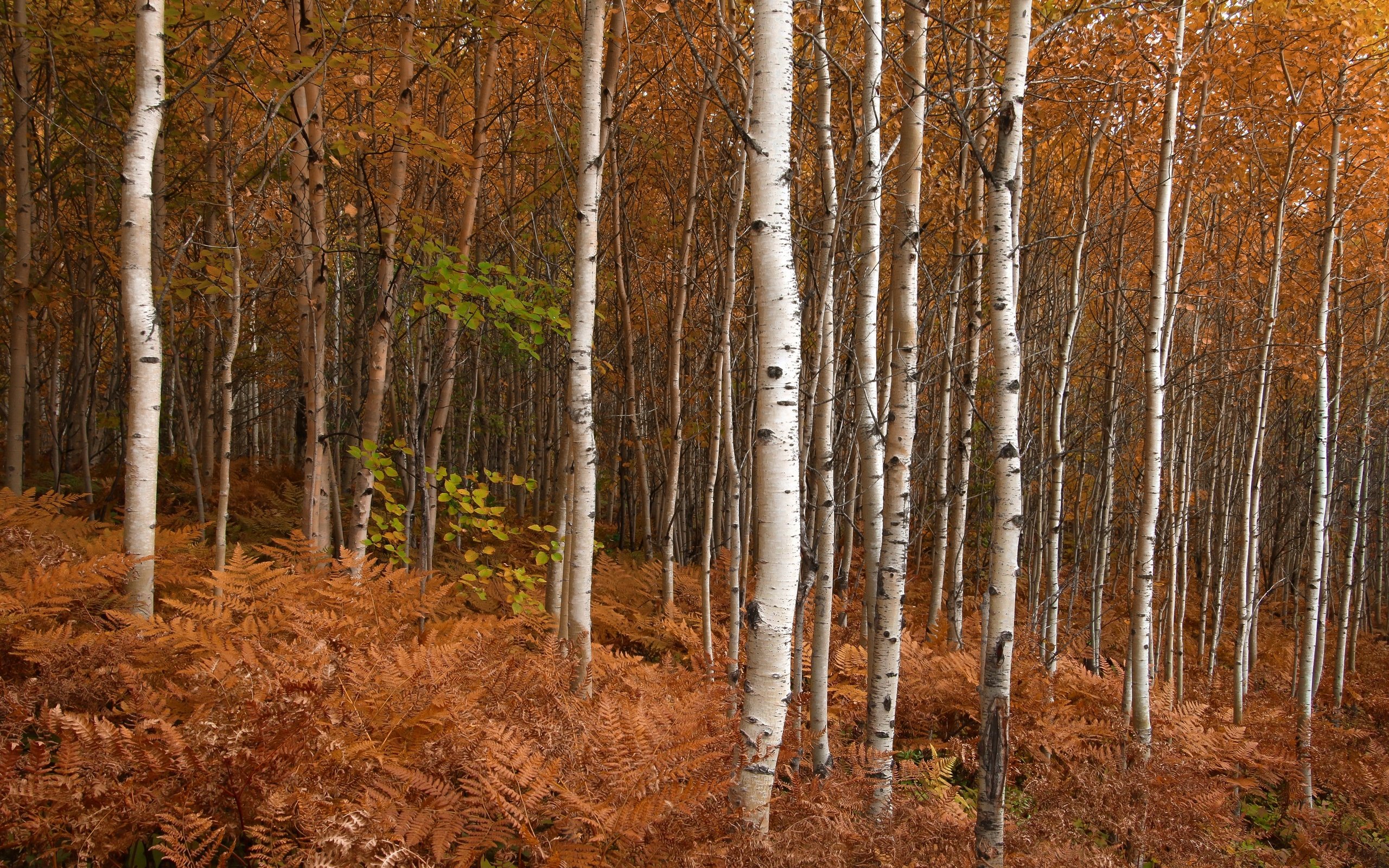 Обои природа, березы, осень, nature, birch, autumn разрешение 2880x1920 Загрузить