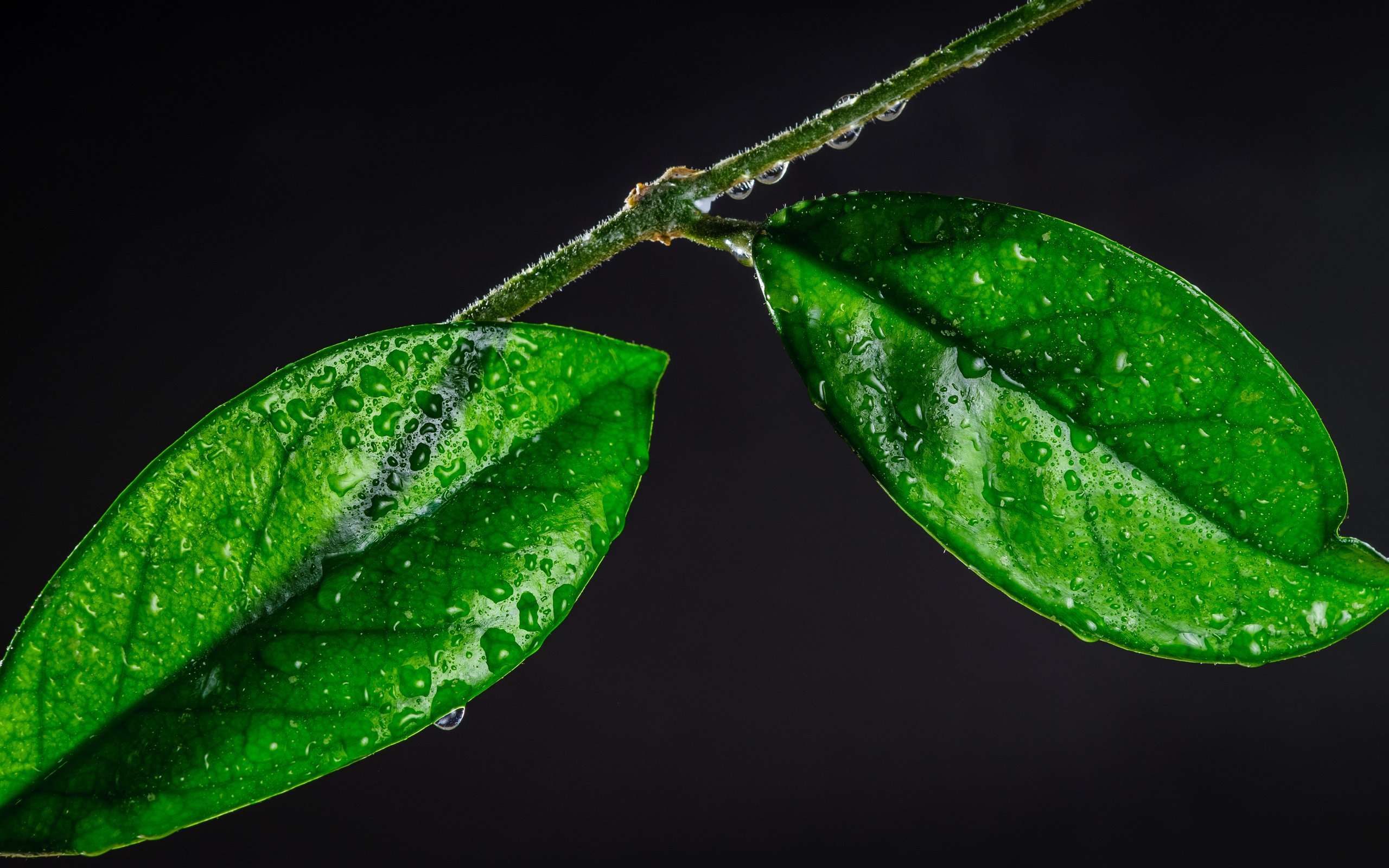 Обои ветка, листья, макро, капли, branch, leaves, macro, drops разрешение 4288x2848 Загрузить