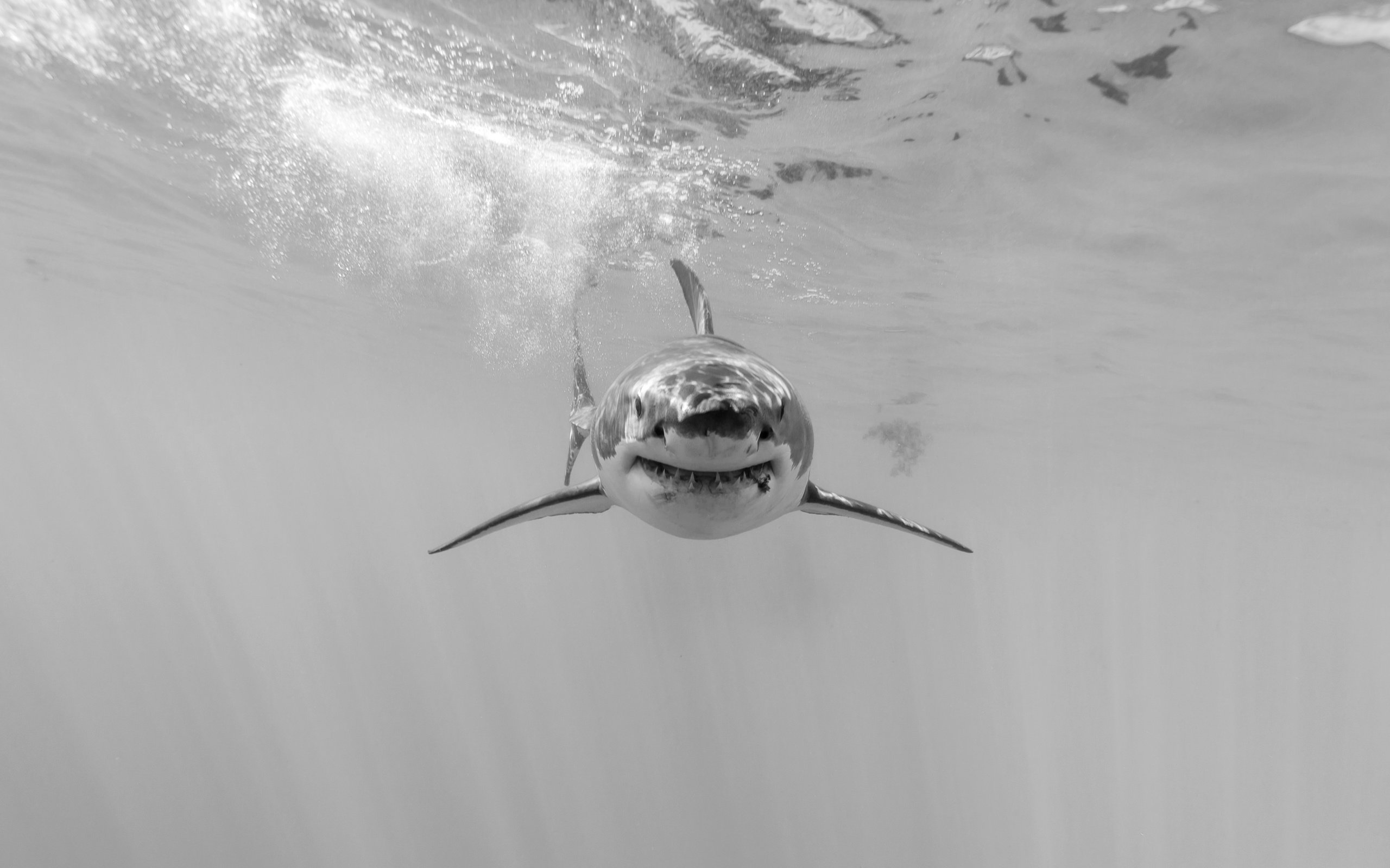 Обои природа, море, чёрно-белое, акула, подводный мир, nature, sea, black and white, shark, underwater world разрешение 5760x3840 Загрузить