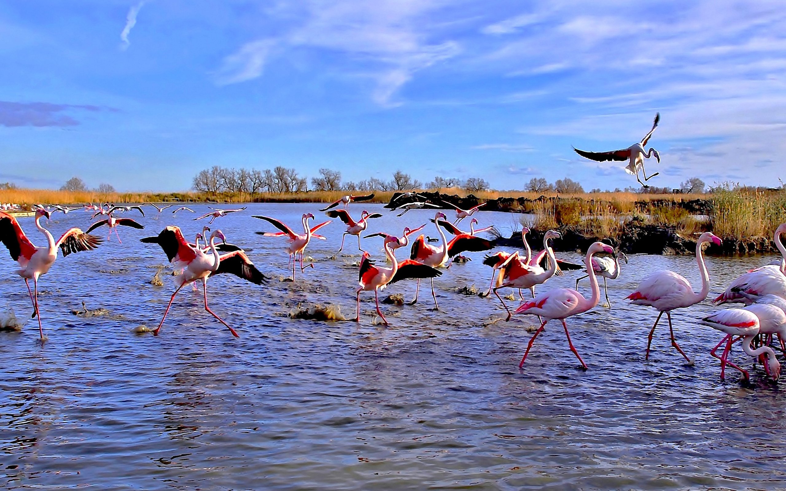 Обои озеро, фламинго, панорама, птицы, lake, flamingo, panorama, birds разрешение 4863x1779 Загрузить