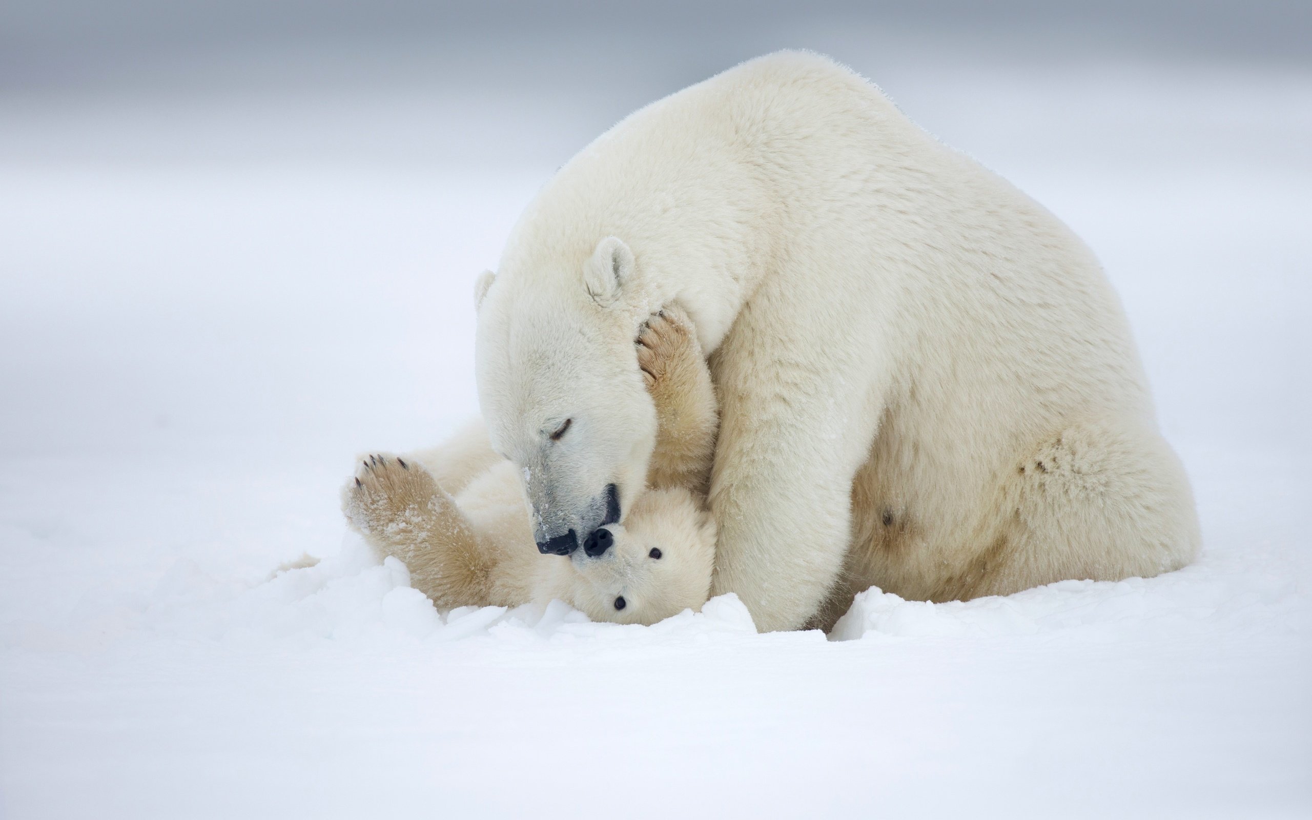 Обои снег, детеныш, зима, медвежонок, материнство, полярный медведь, медведица, медведь, белый, любовь, медведи, аляска, snow, cub, winter, motherhood, polar bear, bear, white, love, bears, alaska разрешение 2880x1987 Загрузить