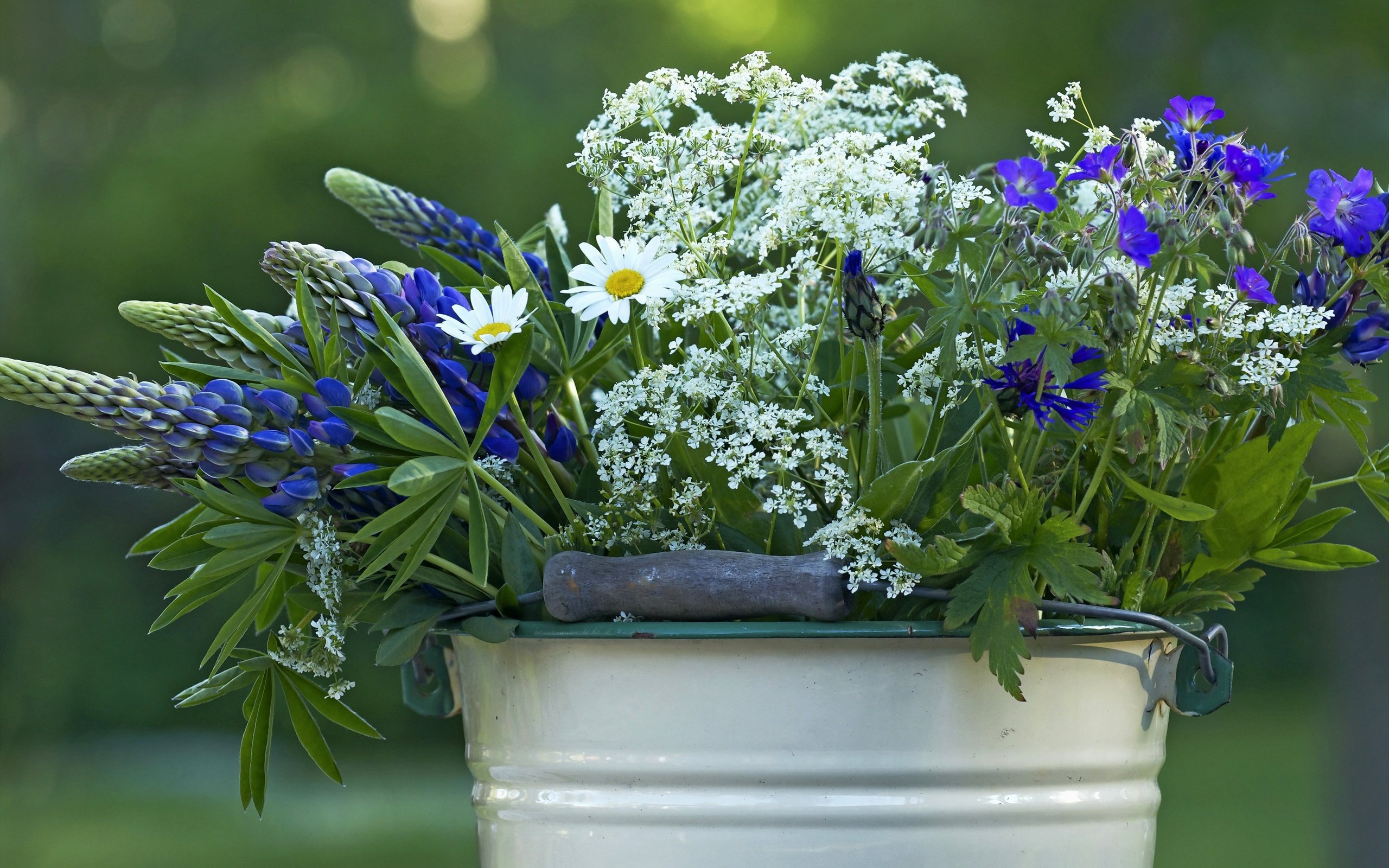 Обои цветы, лето, полевые, ведро, flowers, summer, field, bucket разрешение 2880x1884 Загрузить