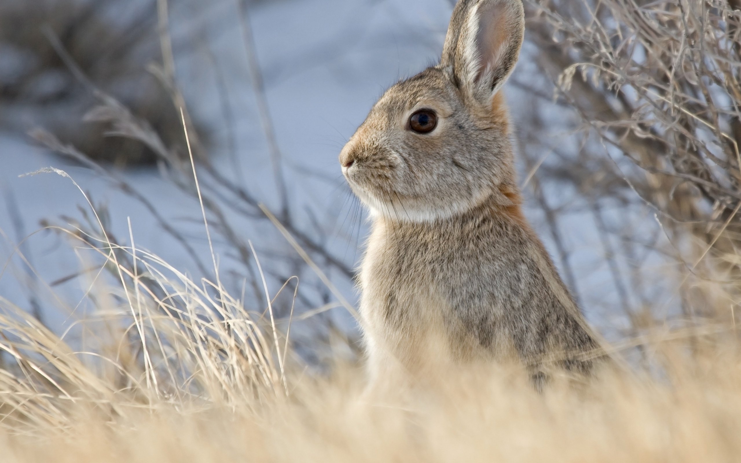 Обои небо, животные, кролик, заяц, грызун, былинки, the sky, animals, rabbit, hare, rodent, blade разрешение 2880x2304 Загрузить