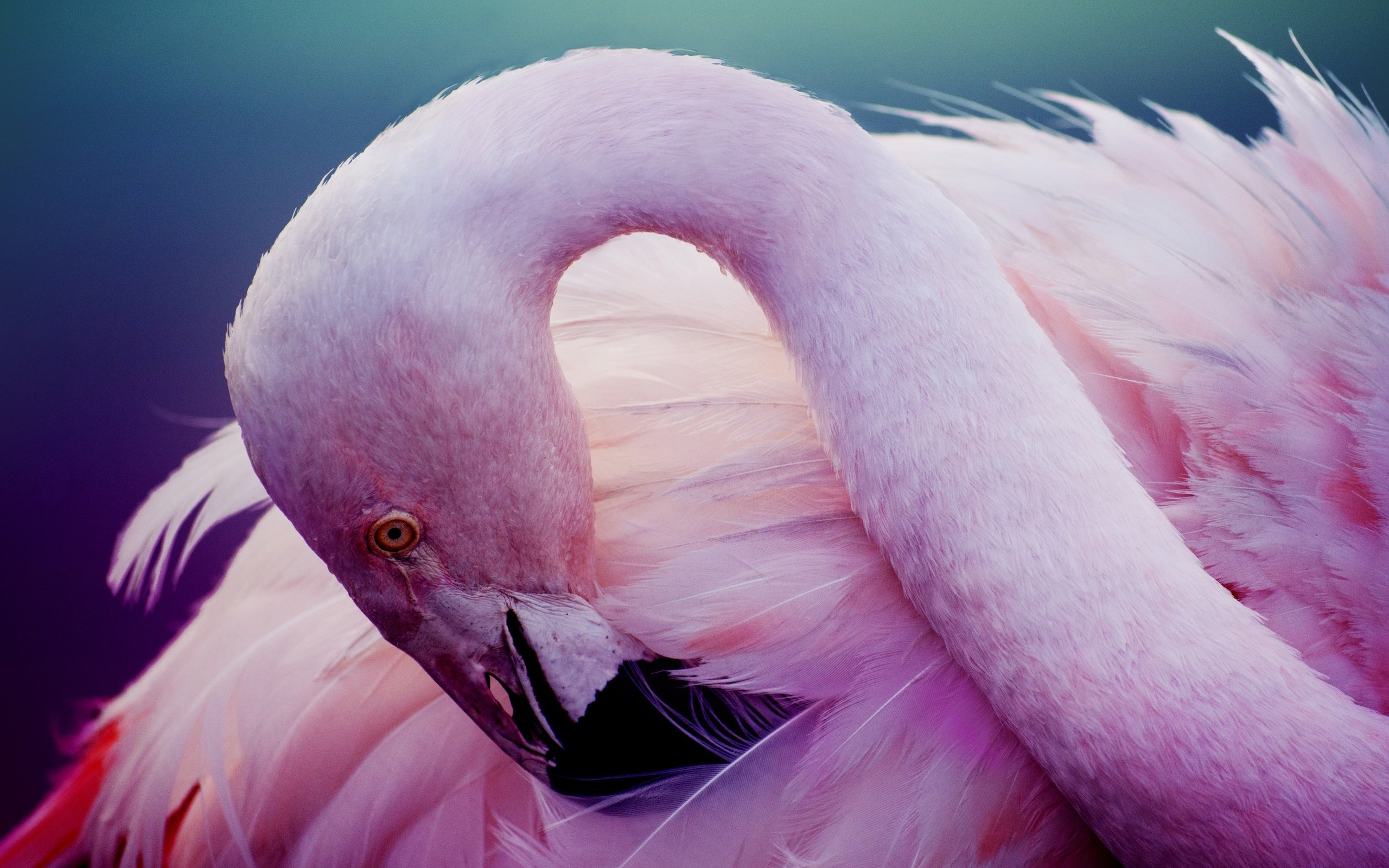 Обои фламинго, птица, розовый, перья, шея, flamingo, bird, pink, feathers, neck разрешение 2880x1920 Загрузить