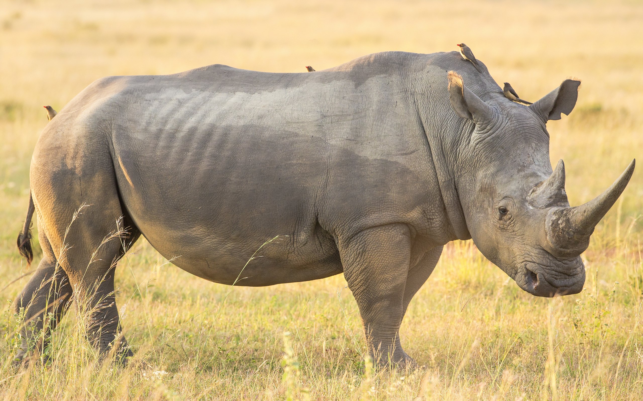 Обои природа, животные, друзья, носорог птицы, nature, animals, friends, rhinoceros birds разрешение 3000x2000 Загрузить
