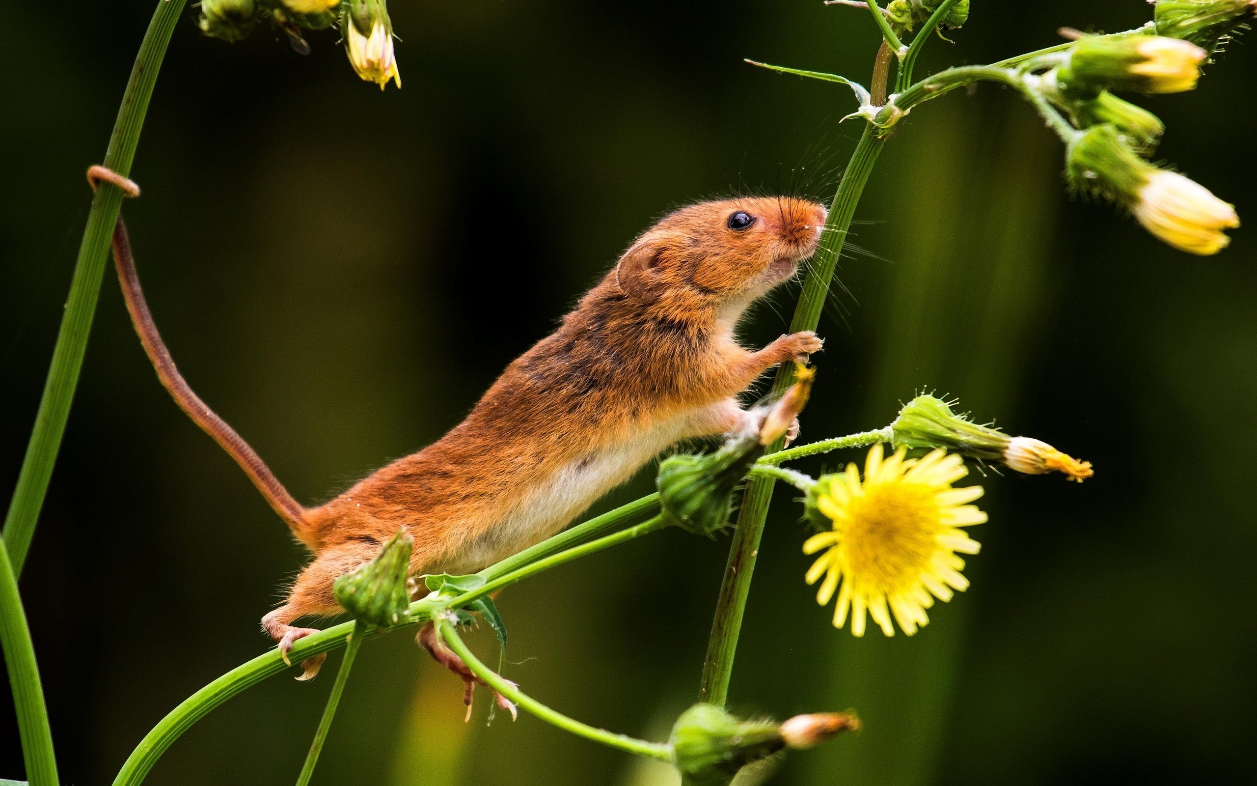 Обои цветы, природа, мышь, хвост, мышка, мышь-малютка, flowers, nature, mouse, tail, the mouse is tiny разрешение 2880x1921 Загрузить