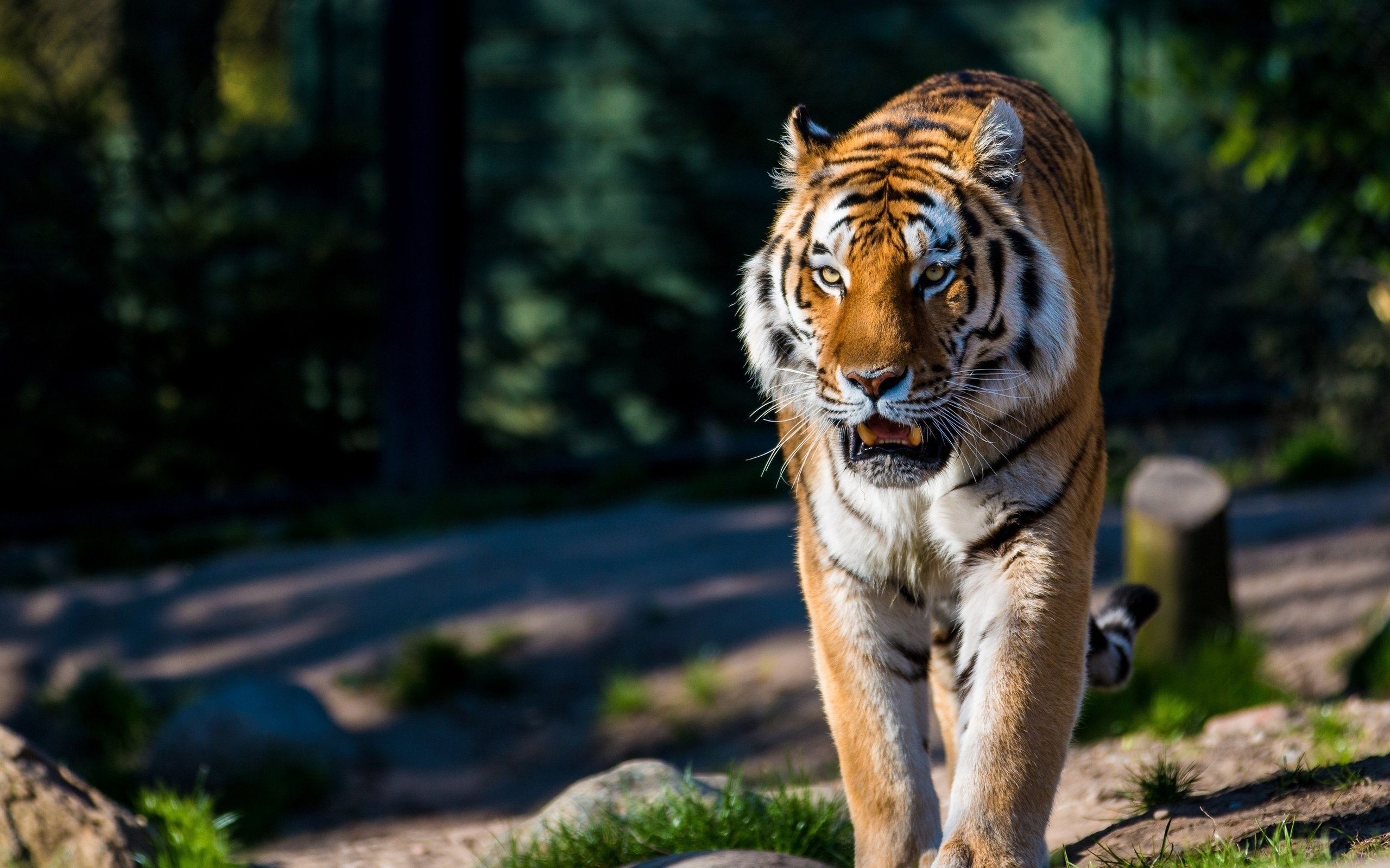 Обои тигр, хищник, большая кошка, дикая кошка, амурский, tiger, predator, big cat, wild cat, amur разрешение 2880x1920 Загрузить