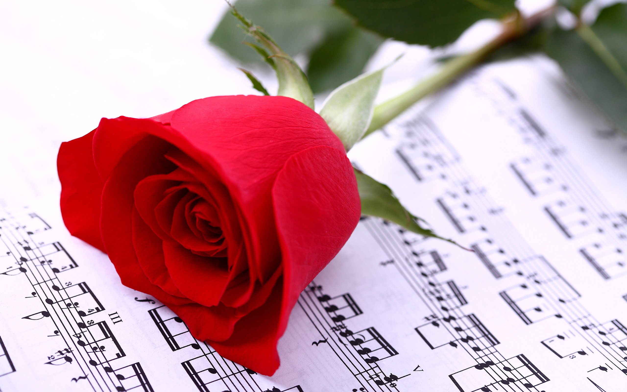 Обои цветок, роза, красная, лист, музыкальные ноты, flower, rose, red, sheet, musical notes разрешение 3750x2500 Загрузить