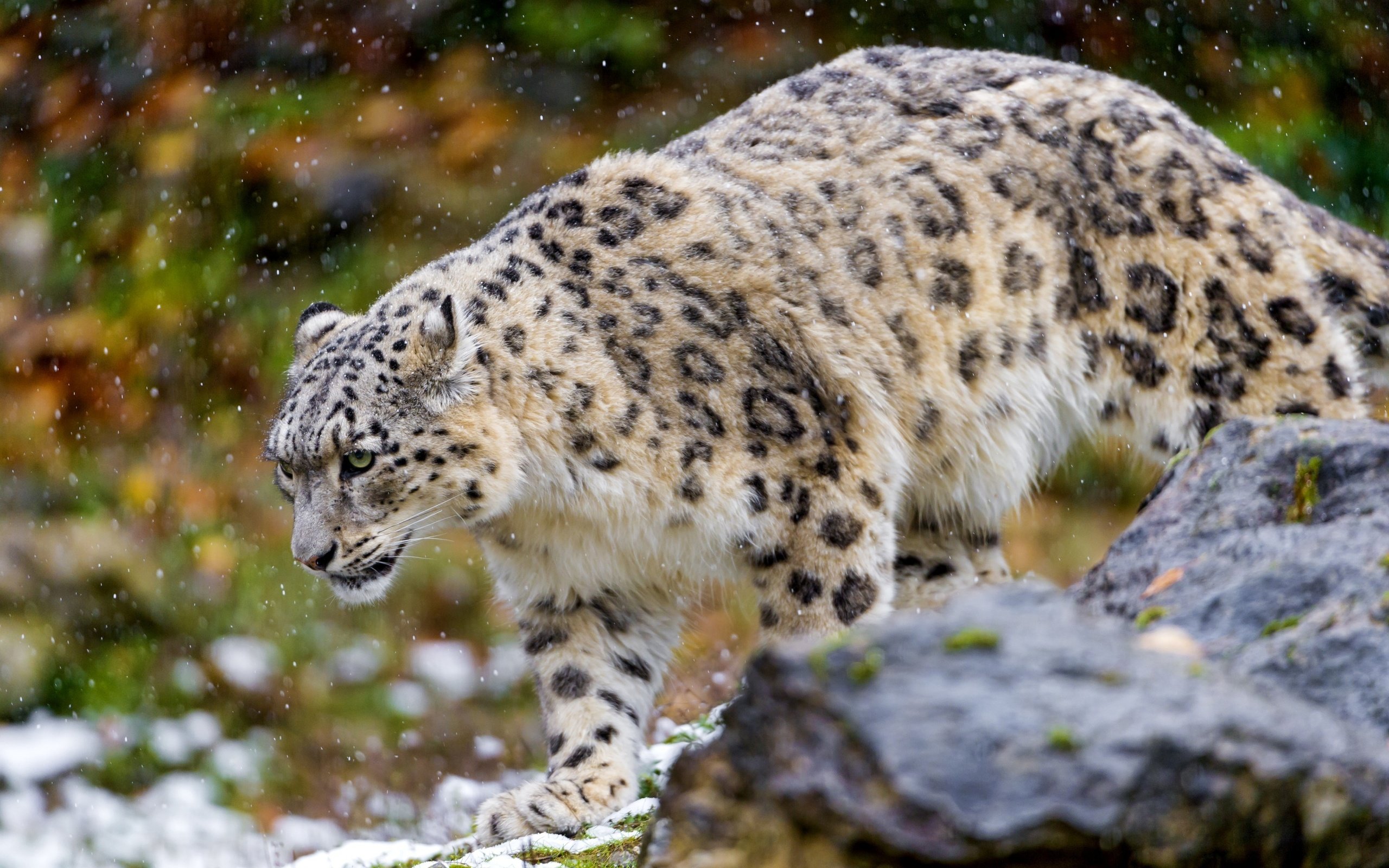 Обои хищник, снежный барс, ирбис, predator, snow leopard, irbis разрешение 3600x2367 Загрузить