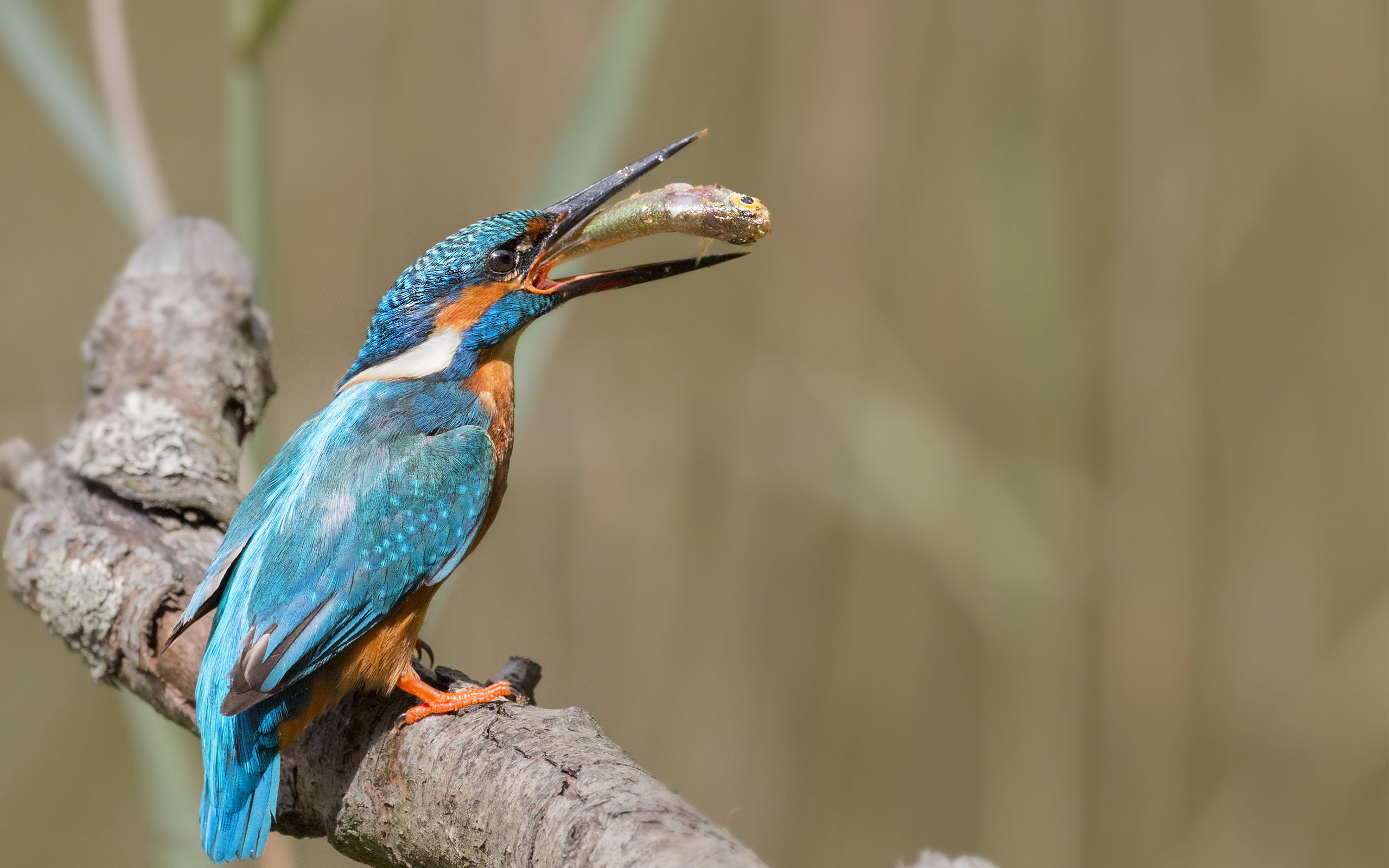 Обои ветка, природа, птица, рыба, зимородок, branch, nature, bird, fish, kingfisher разрешение 2687x1772 Загрузить