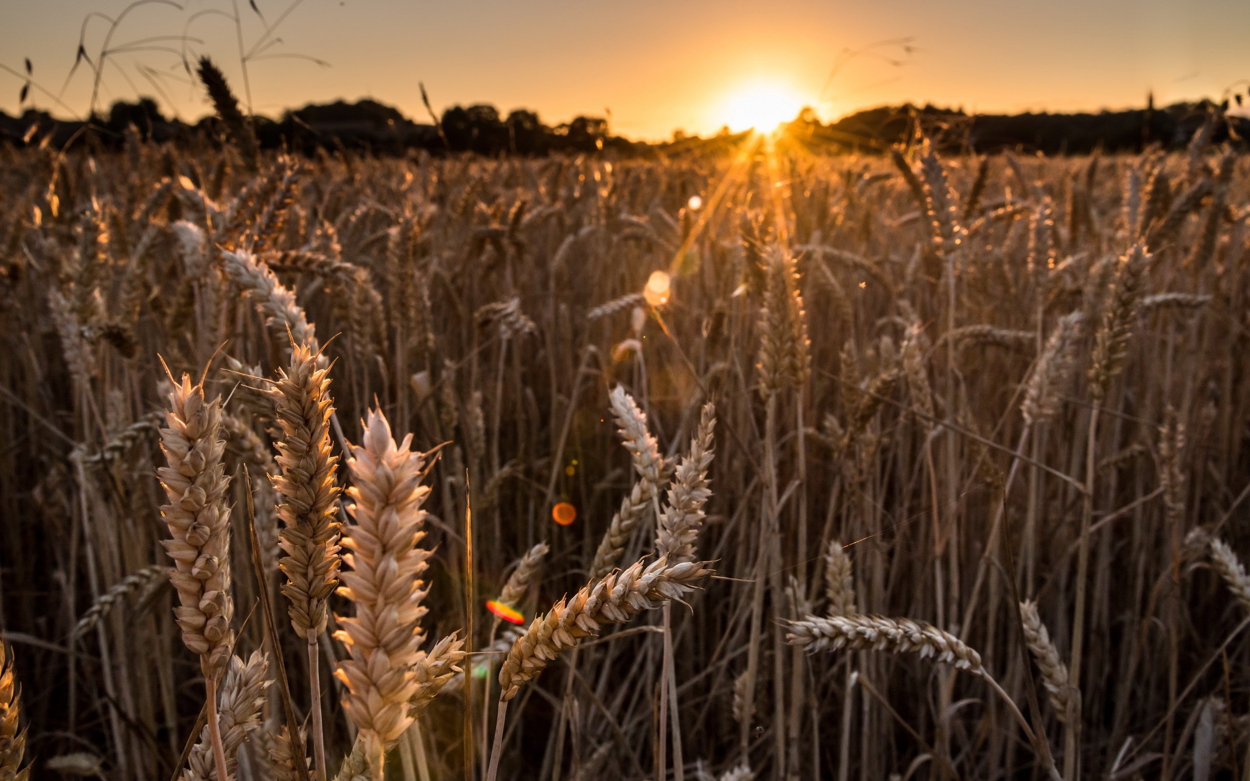 Обои природа, закат, лучи, поле, колосья, пшеница, nature, sunset, rays, field, ears, wheat разрешение 2560x1709 Загрузить