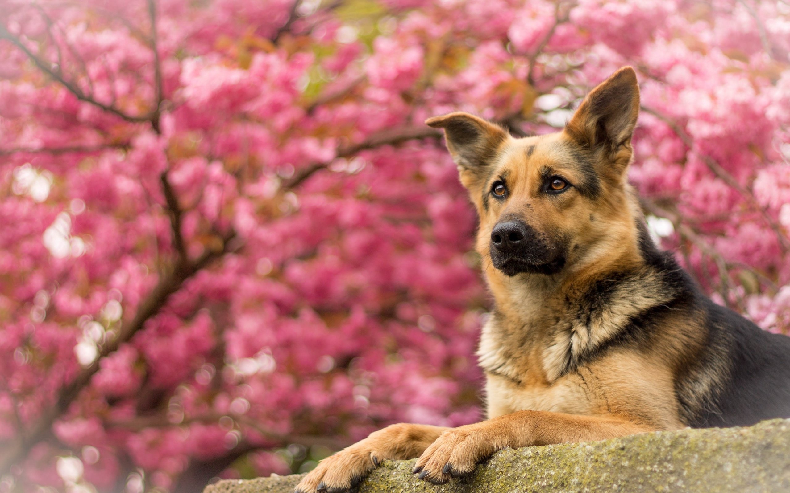 Обои портрет, собака, немецкая овчарка, овчарка, portrait, dog, german shepherd, shepherd разрешение 4076x2320 Загрузить