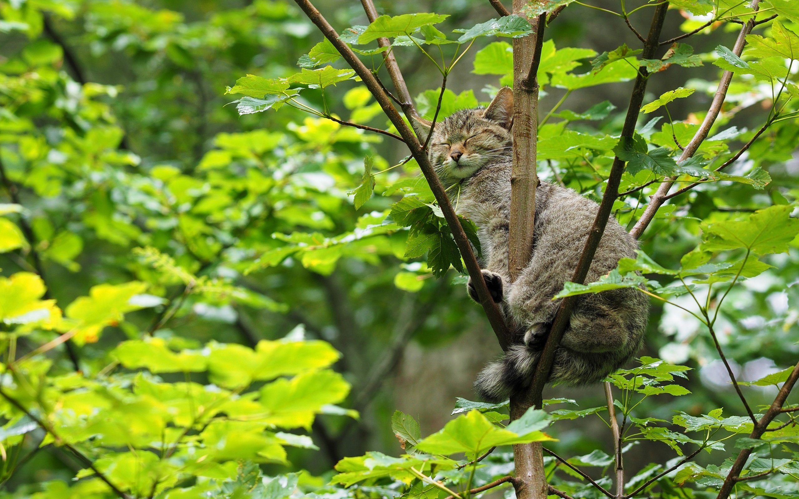 Обои дерево, кошка, сон, лесная, дикая кошка, спящая, tree, cat, sleep, forest, wild cat, sleeping разрешение 3600x2400 Загрузить