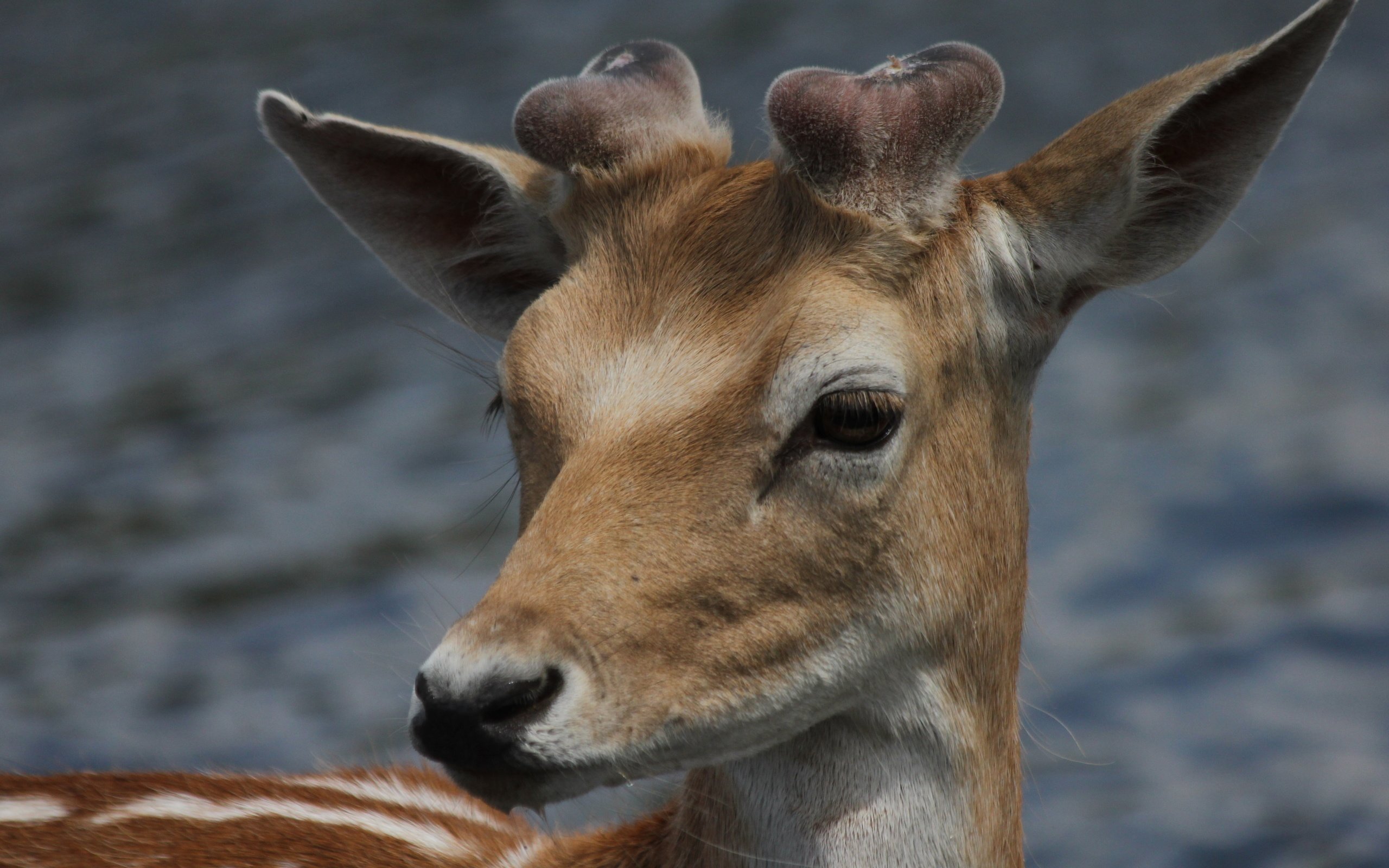 Обои природа, олень, голова, nature, deer, head разрешение 5184x3456 Загрузить