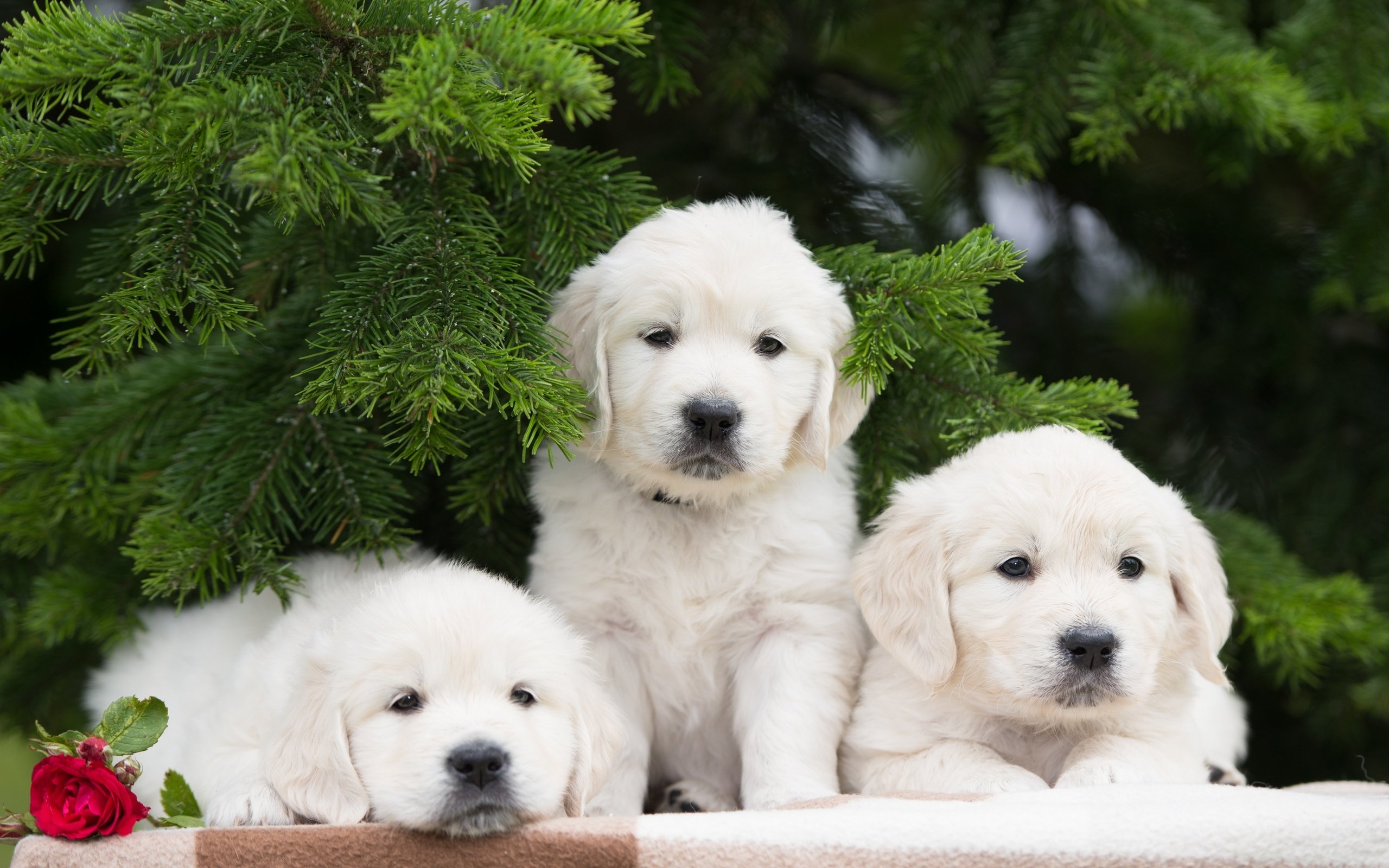 Обои цветок, роза, щенки, собаки, трио, троица, еловые ветки, flower, rose, puppies, dogs, trio, trinity, spruce branches разрешение 2880x1923 Загрузить