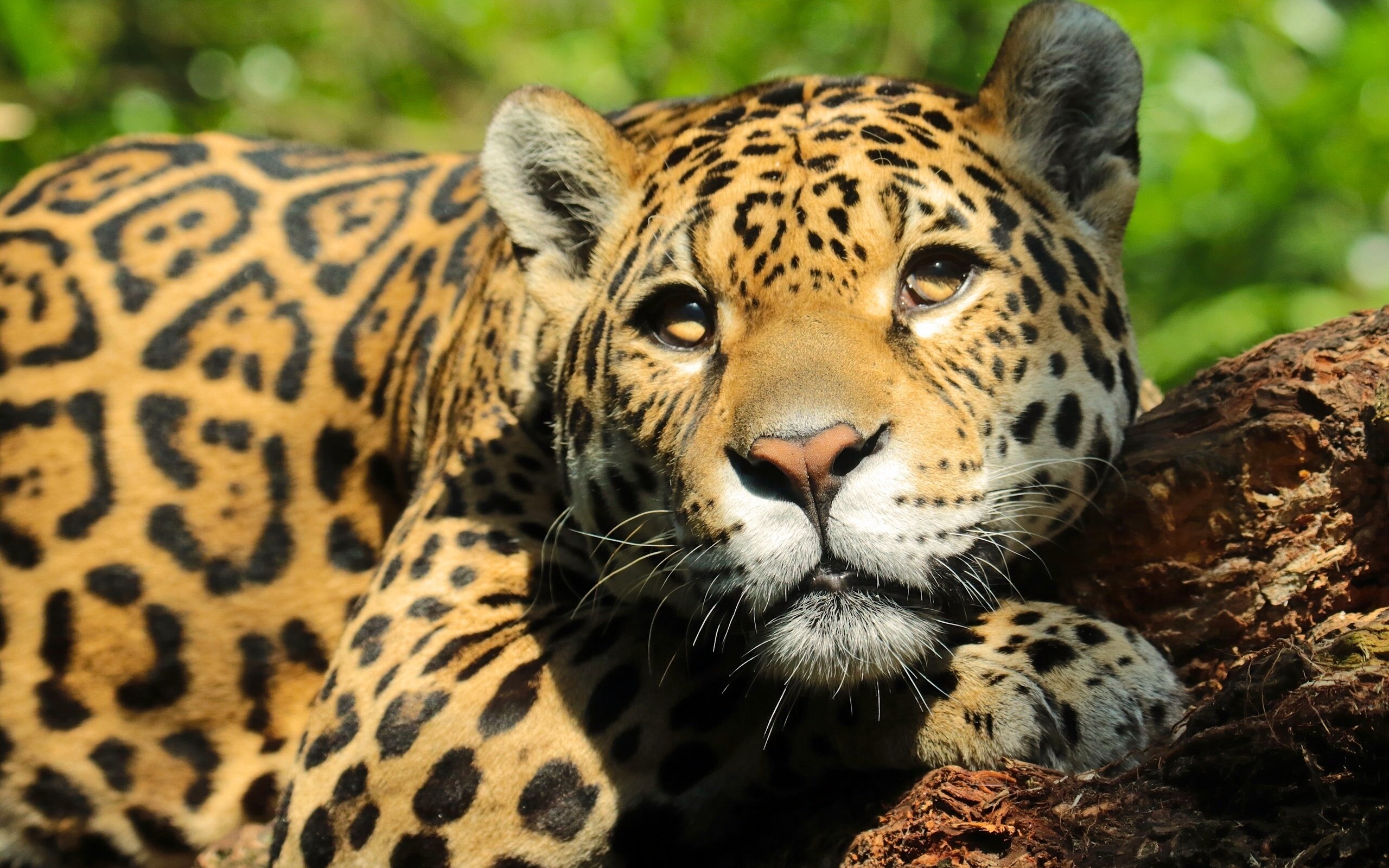 Обои морда, взгляд, ягуар, face, look, jaguar разрешение 2560x1729 Загрузить