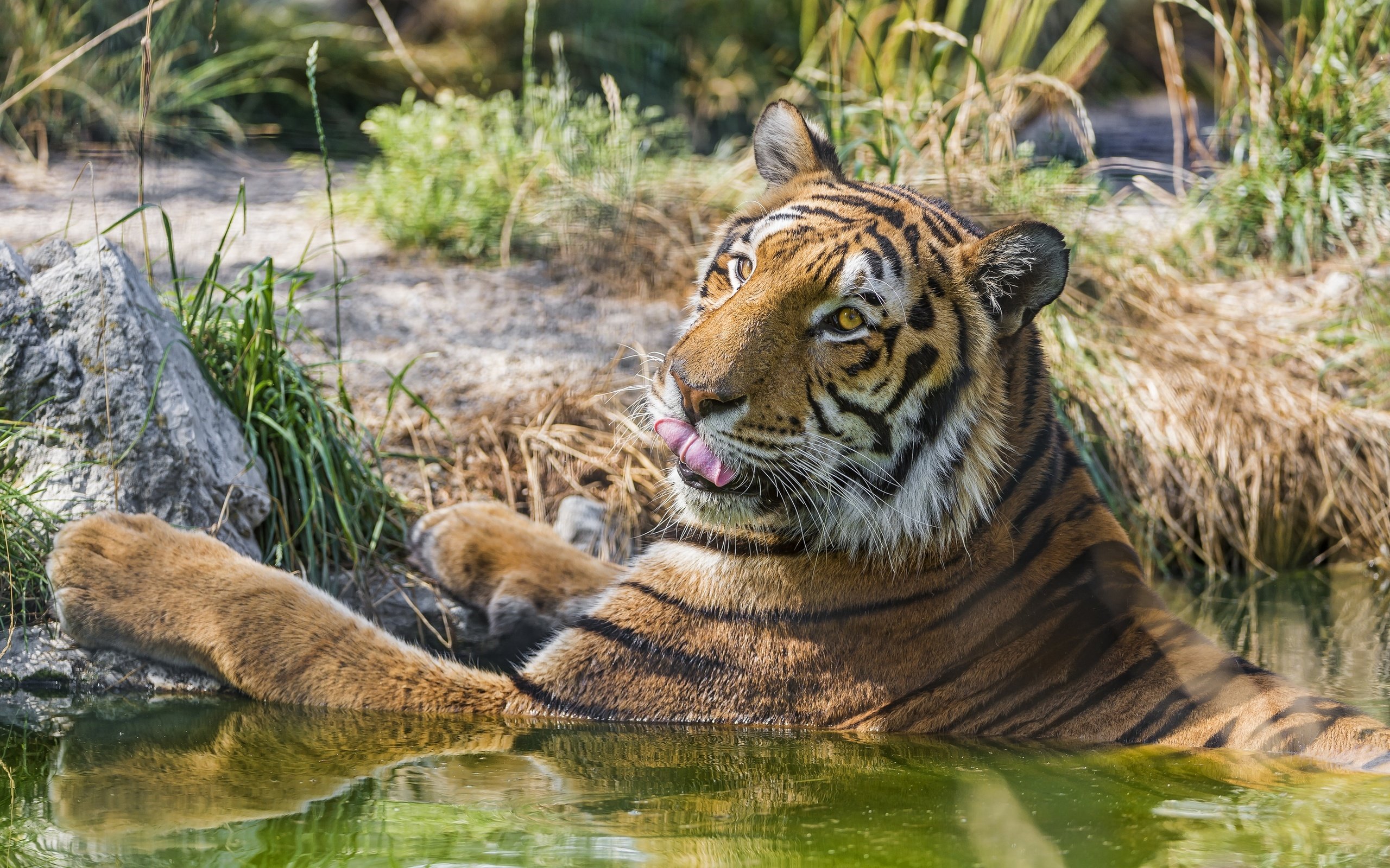 Водный тигр Гайана