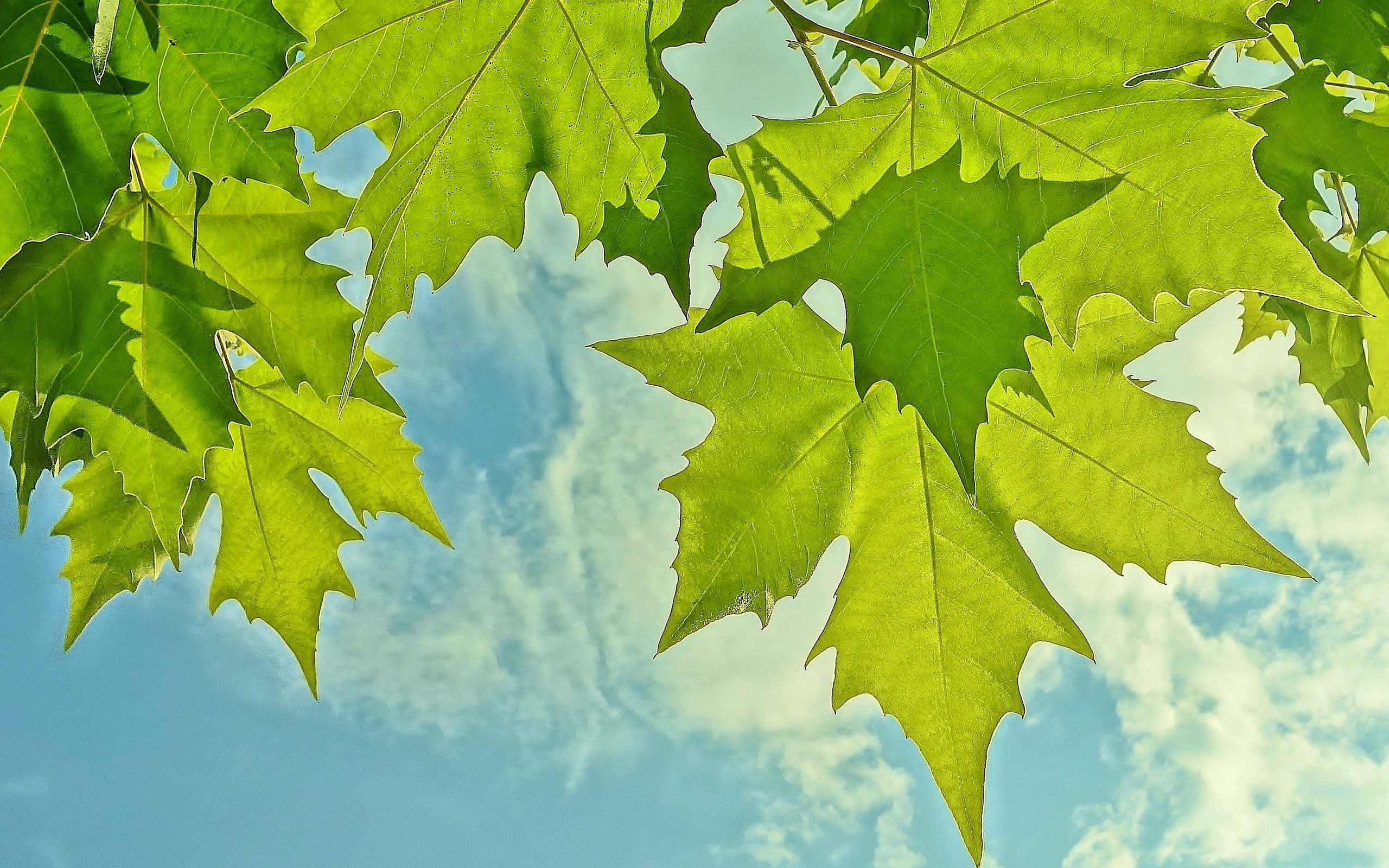 Обои небо, листья, макро, the sky, leaves, macro разрешение 2590x1730 Загрузить