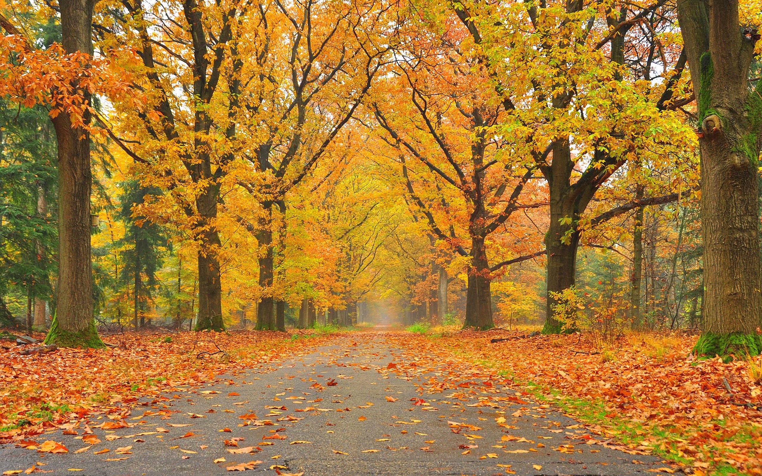 Обои дорога, деревья, пейзаж, парк, осень, осенние листья, road, trees, landscape, park, autumn, autumn leaves разрешение 2800x1824 Загрузить