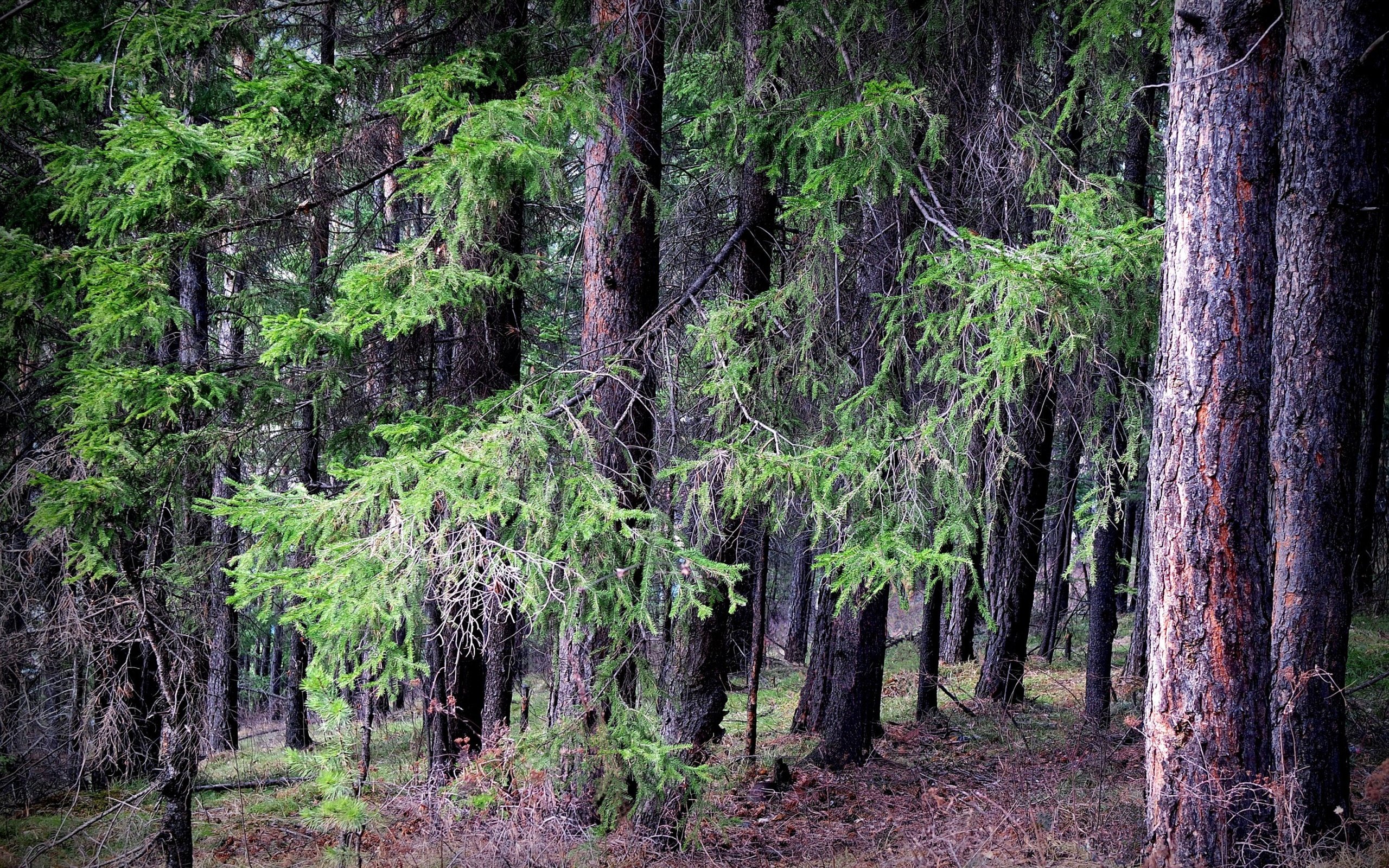 Таежный лес