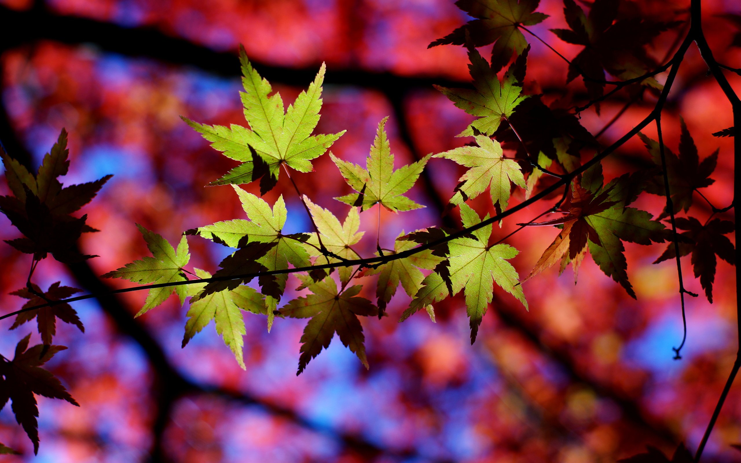 Обои природа, листья, макро, осень, тени, веточки, nature, leaves, macro, autumn, shadows, twigs разрешение 6000x4000 Загрузить