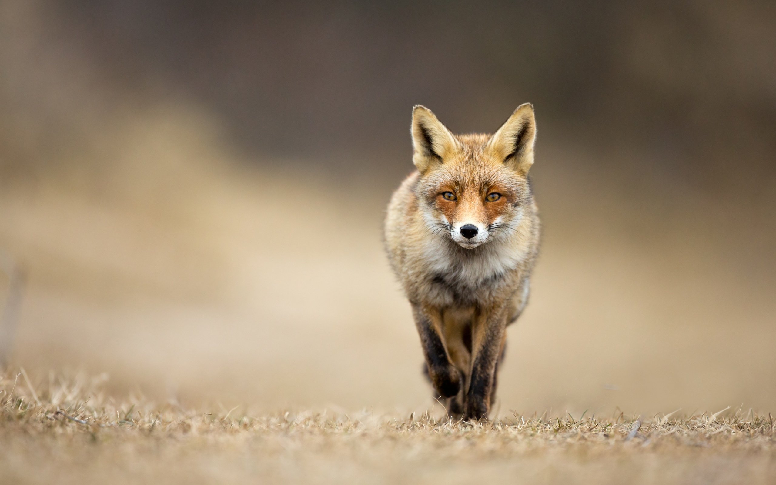 Обои трава, взгляд, лиса, grass, look, fox разрешение 7000x4500 Загрузить