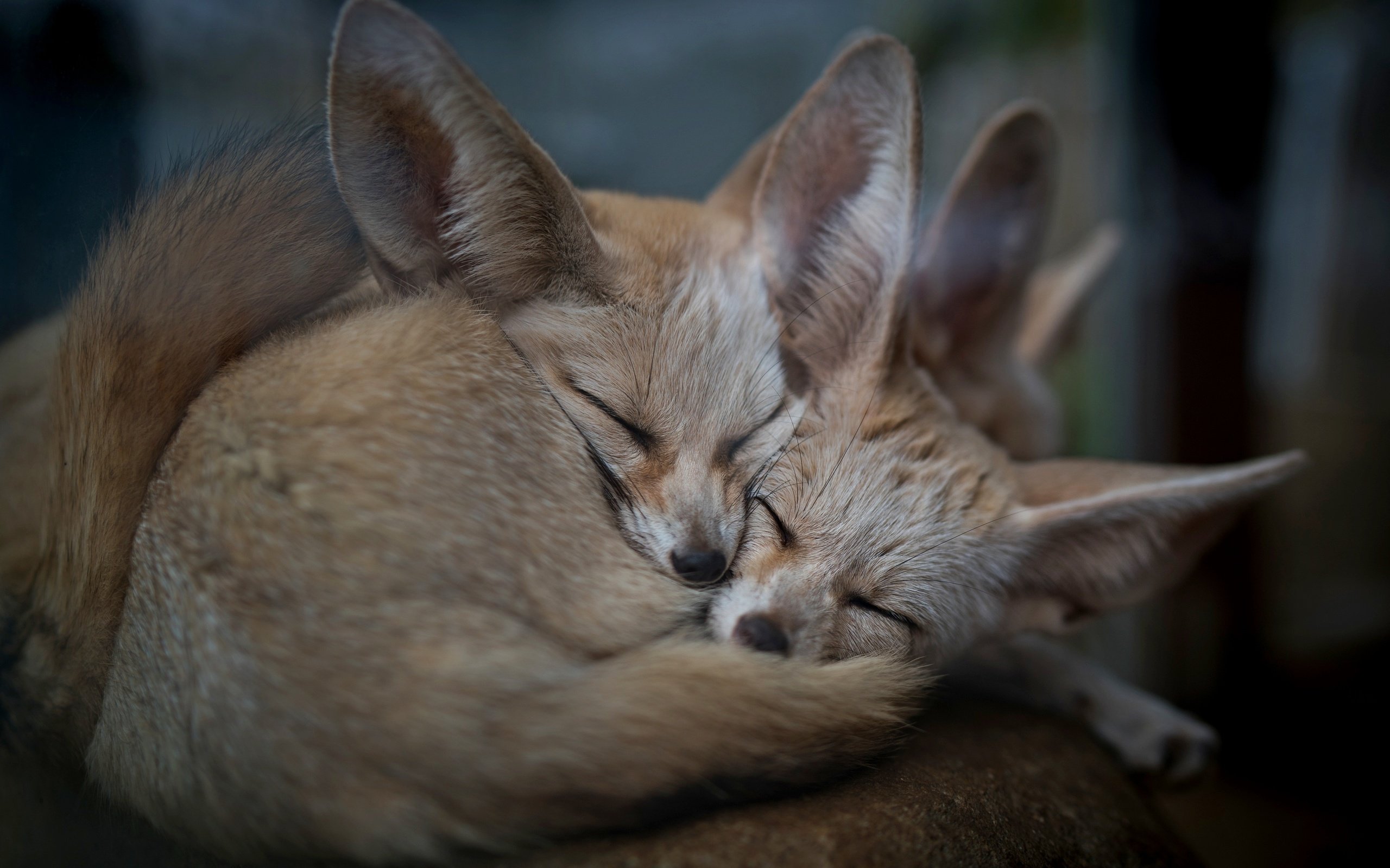 Обои природа, животные, фенек, ушки, уют, лисички, nature, animals, fenech, ears, comfort, chanterelles разрешение 2880x1921 Загрузить