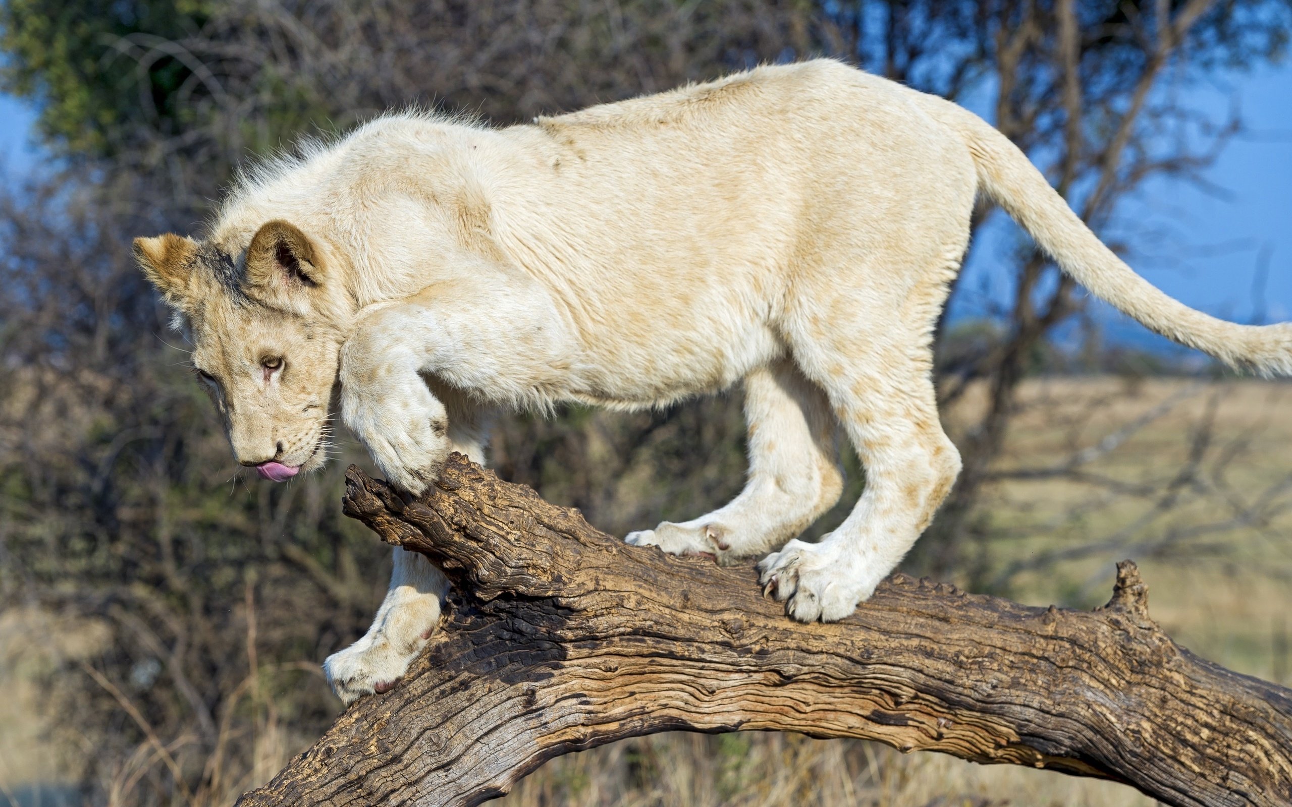 Обои белый, хищник, лев, дикая кошка, молодой, white, predator, leo, wild cat, young разрешение 3000x1996 Загрузить