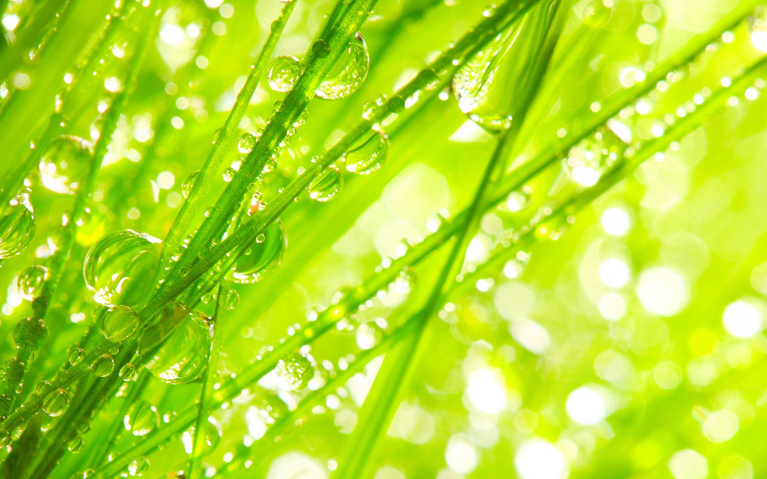 Сочный зеленый цвет. Зелёные растения. Красивые зеленые растения. Фоновые картинки. Красивый зеленый.