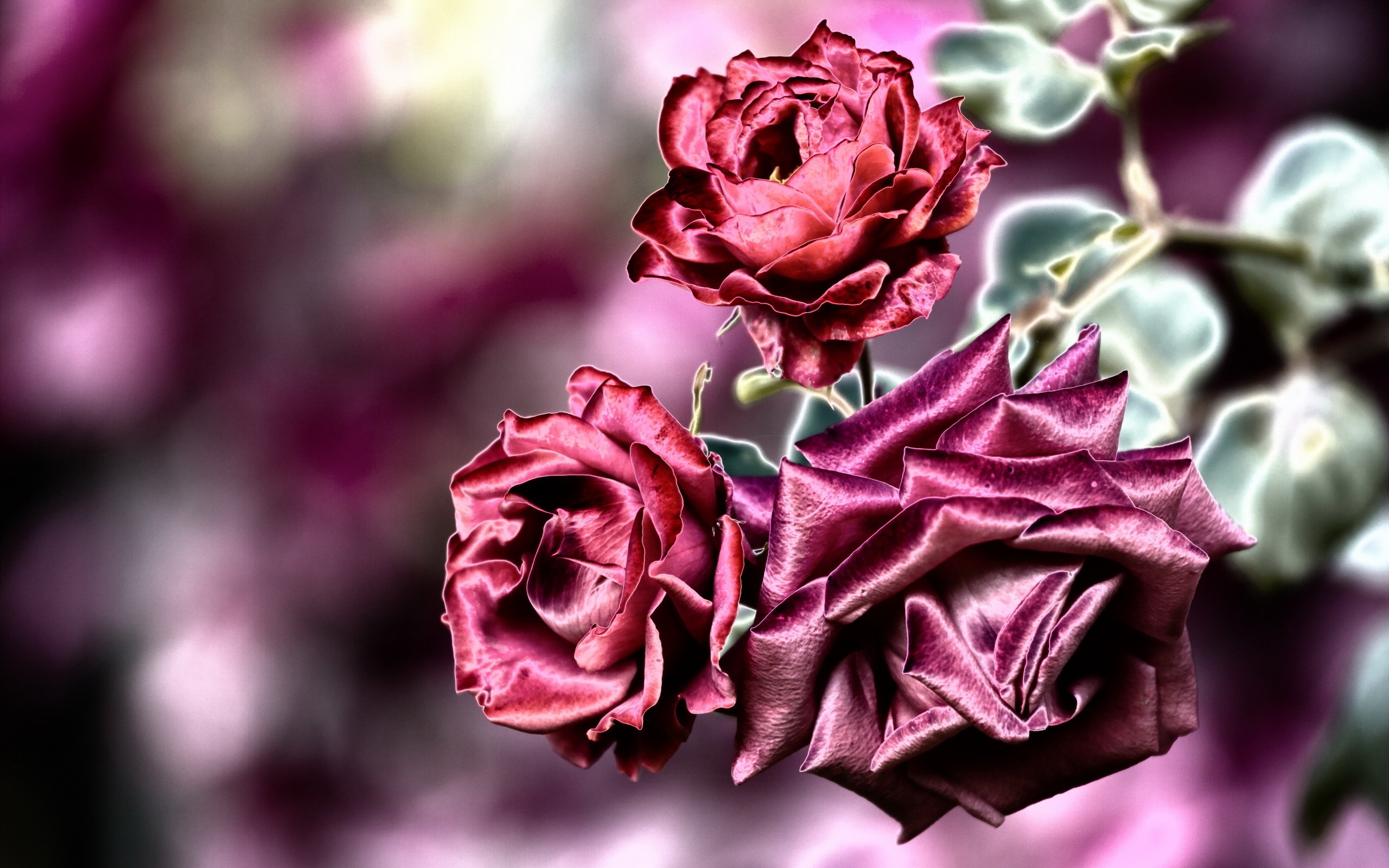 Обои цветы, фон, розы, flowers, background, roses разрешение 2560x1681 Загрузить