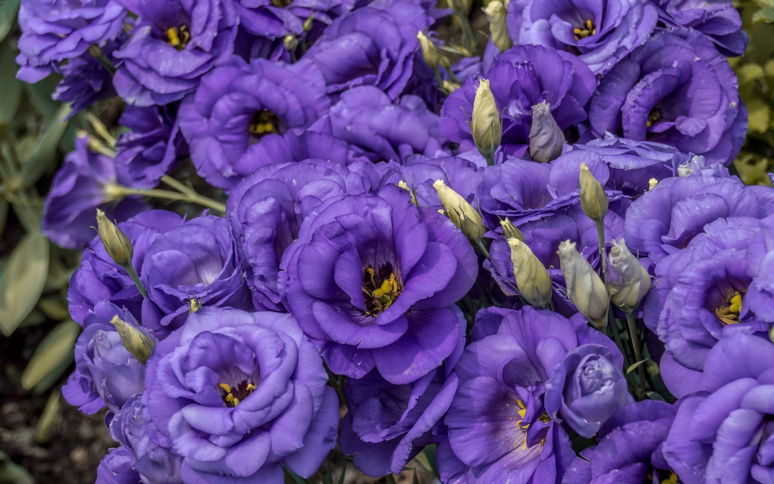 Обои цветы, бутоны, макро, лепестки, эустома, flowers, buds, macro, petals, eustoma разрешение 5221x3631 Загрузить