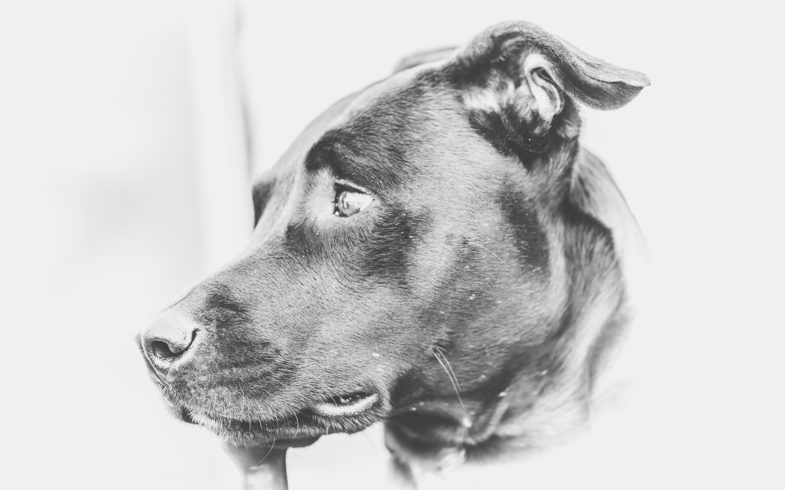 Обои морда, взгляд, собака, лабрадор, face, look, dog, labrador разрешение 5472x3648 Загрузить