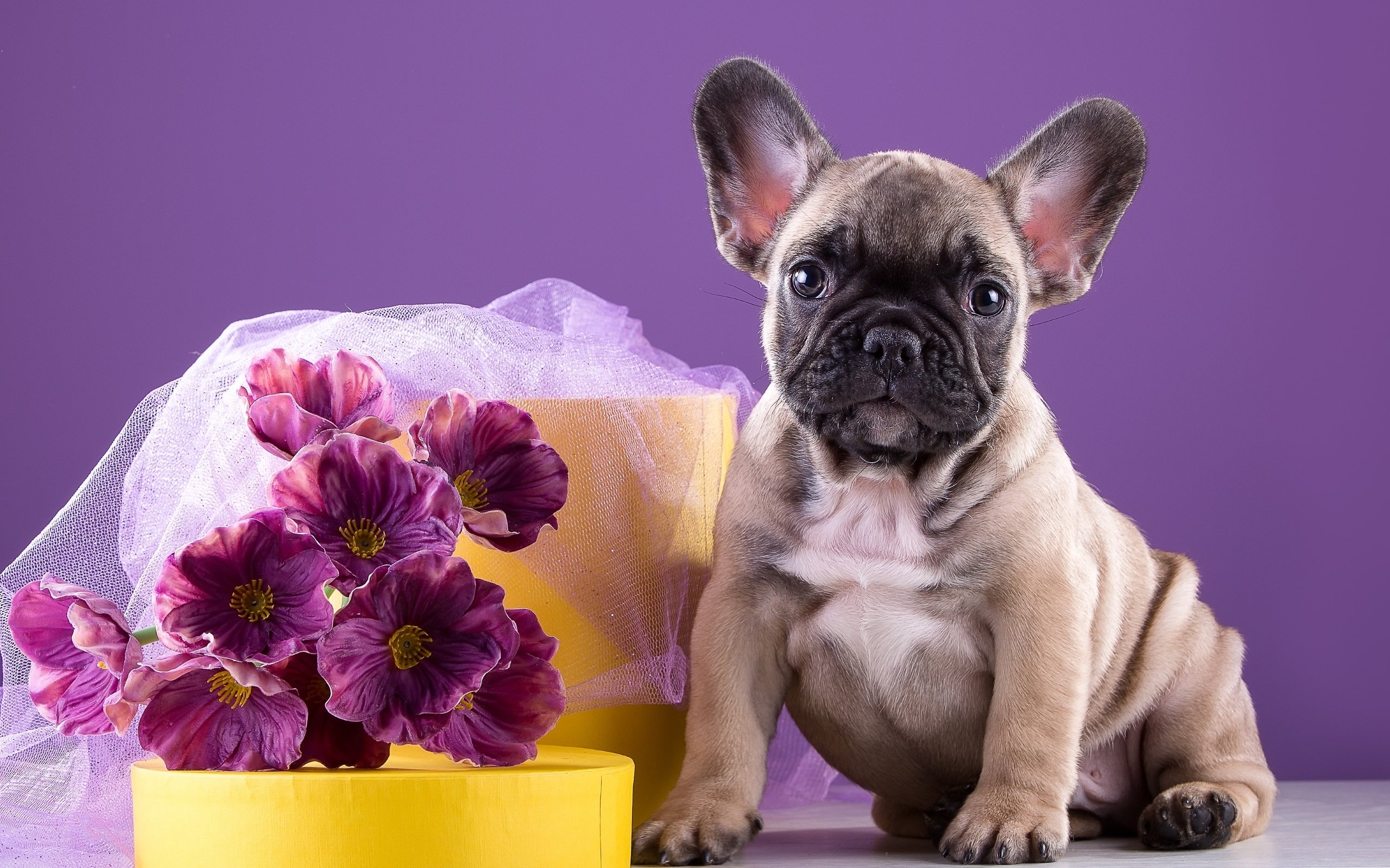 Обои цветы, щенок, букет, песик, бульдог, французский бульдог, французский, flowers, puppy, bouquet, doggie, bulldog, french bulldog, french разрешение 3000x1950 Загрузить