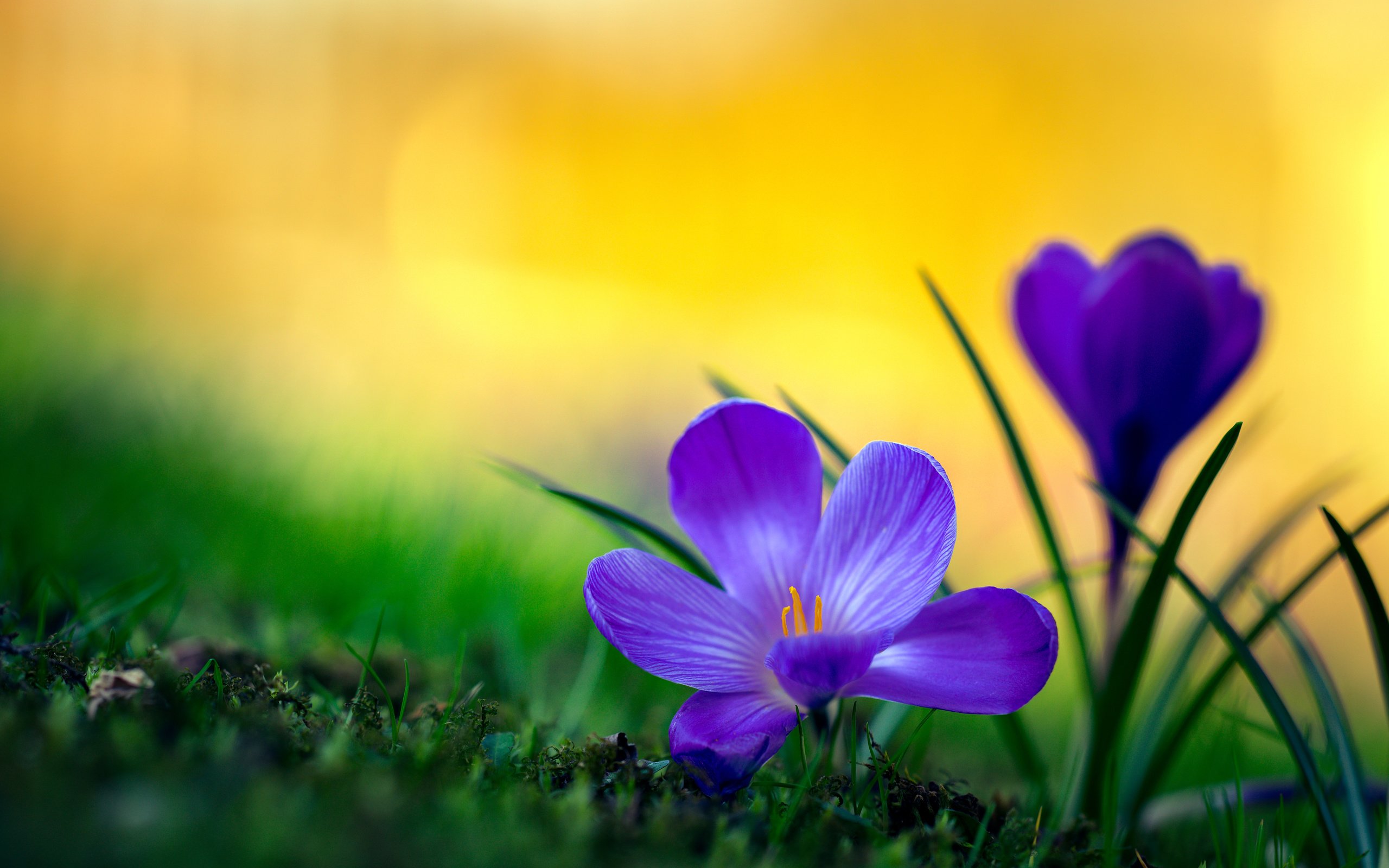 Обои макро, крокусы, боке, macro, crocuses, bokeh разрешение 4000x2667 Загрузить