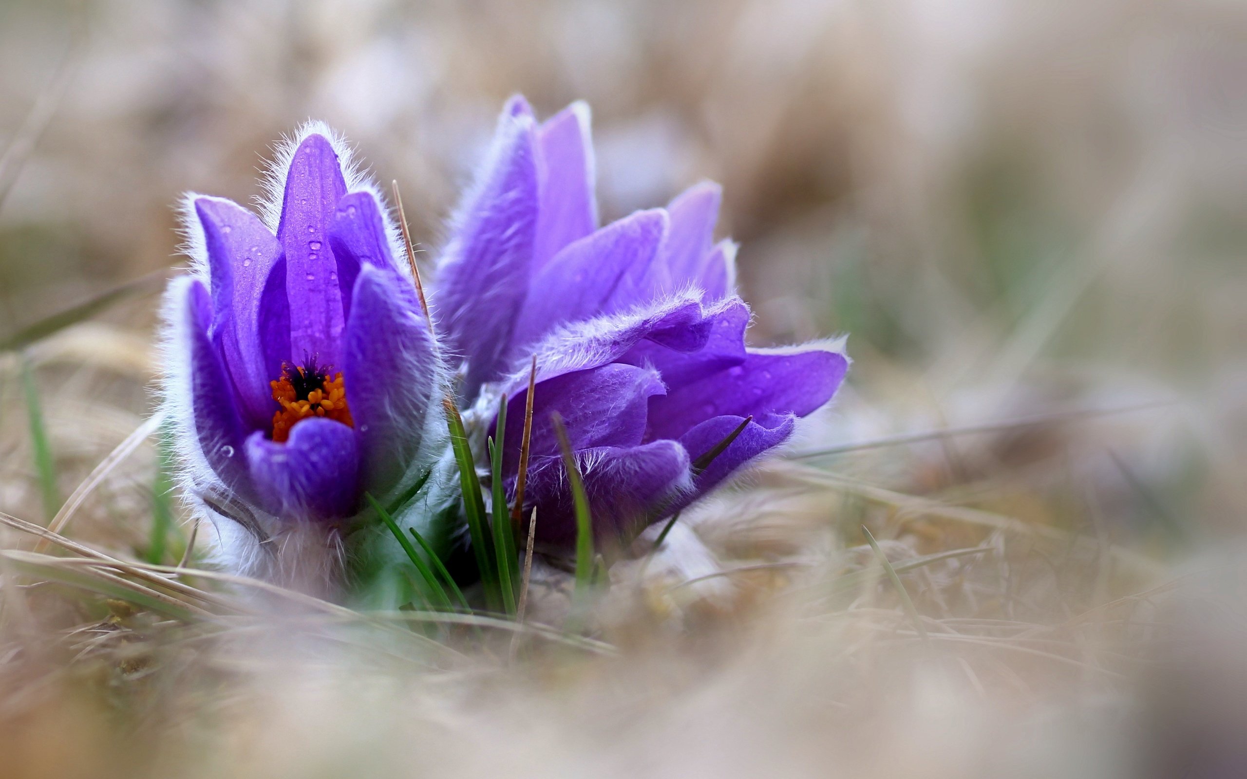 Обои цветы, природа, весна, сон-трава, прострел, pulsatilla, flowers, nature, spring, sleep-grass, cross разрешение 3691x2770 Загрузить