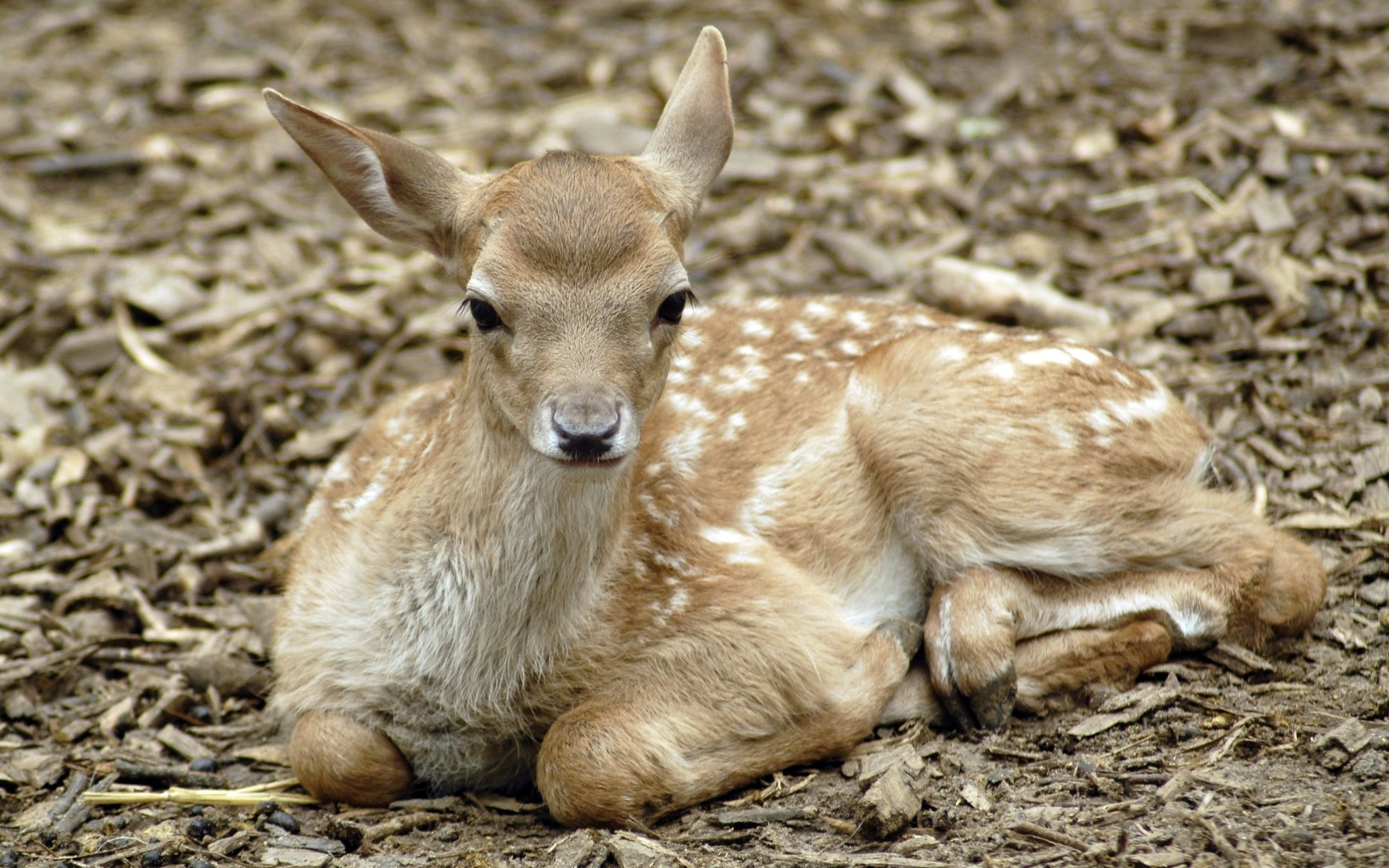 Обои природа, олень, фон, олененок, пятнистый олень, nature, deer, background, fawn разрешение 2589x1728 Загрузить