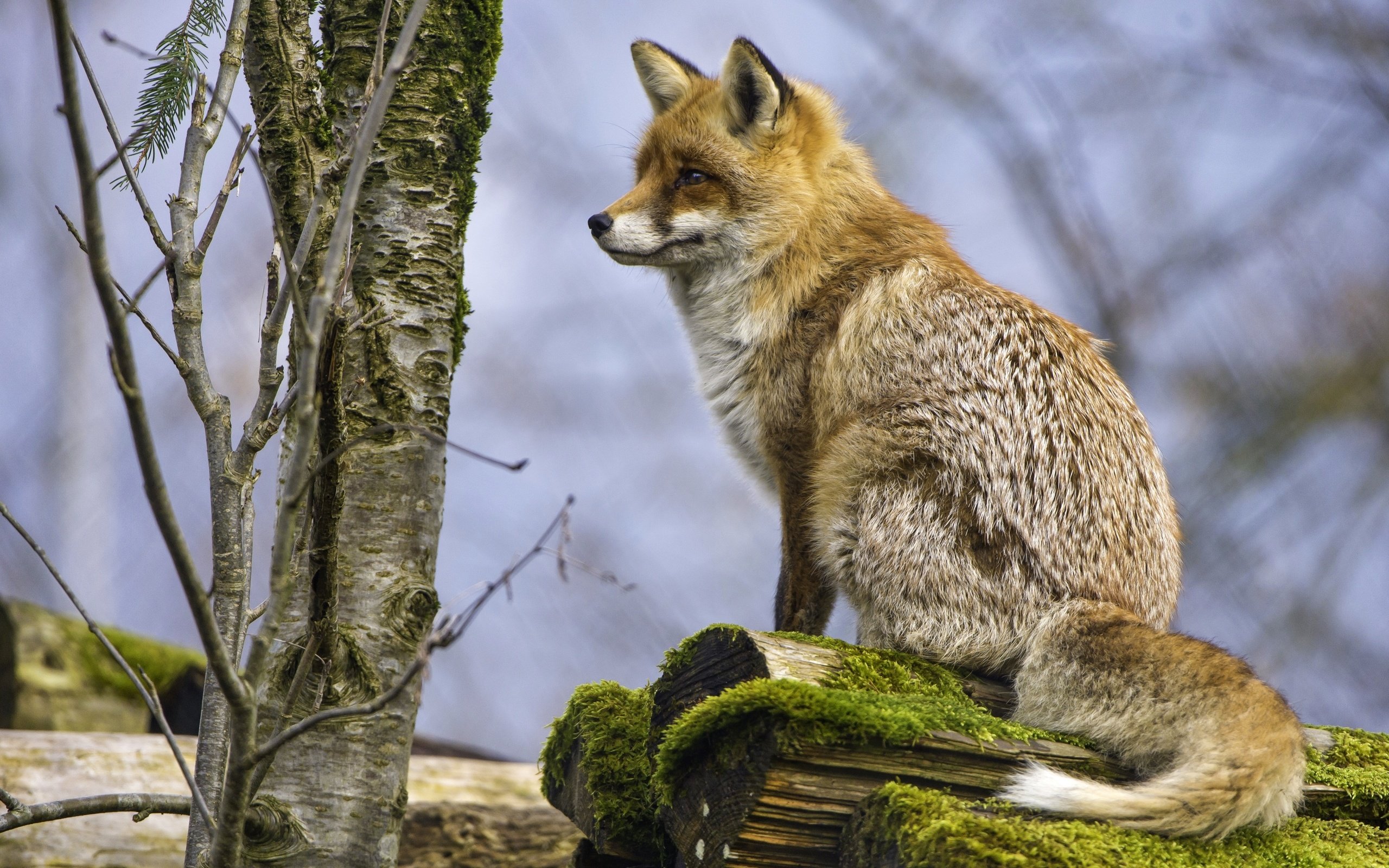 Обои дерево, рыжая, лиса, хищник, tree, red, fox, predator разрешение 3000x1997 Загрузить