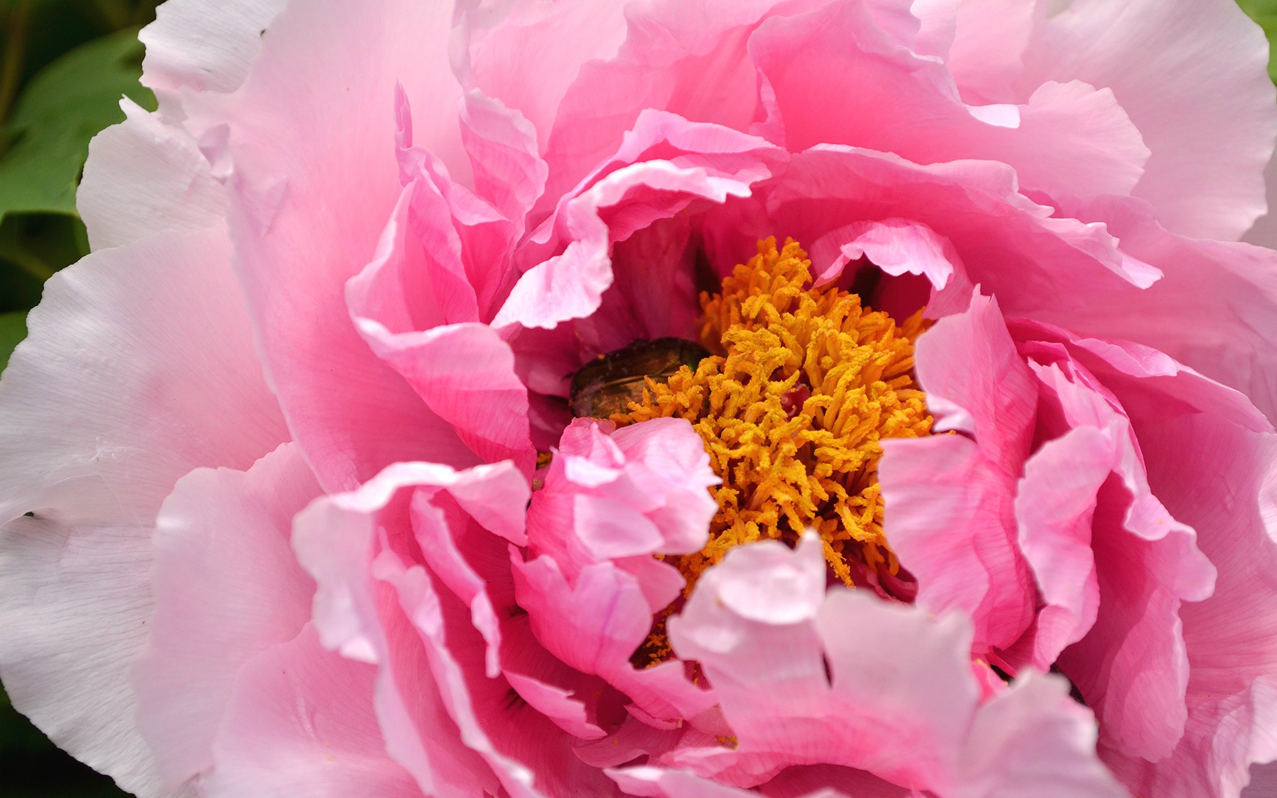 Обои макро, роза, лепестки, бутон, розовый, пион, macro, rose, petals, bud, pink, peony разрешение 2600x1722 Загрузить