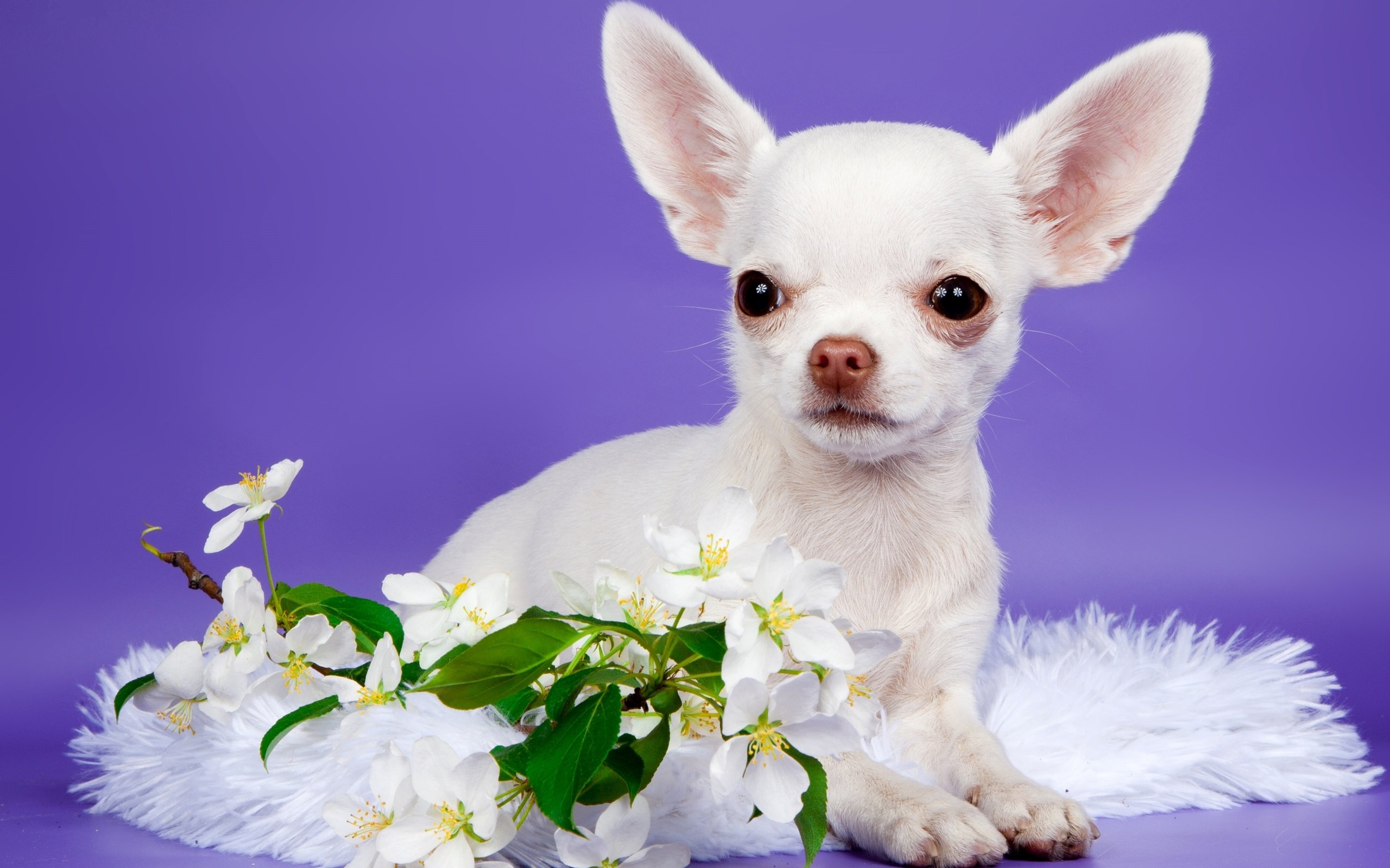 Обои цветы, щенок, милый, чихуахуа, flowers, puppy, cute, chihuahua разрешение 3000x2004 Загрузить