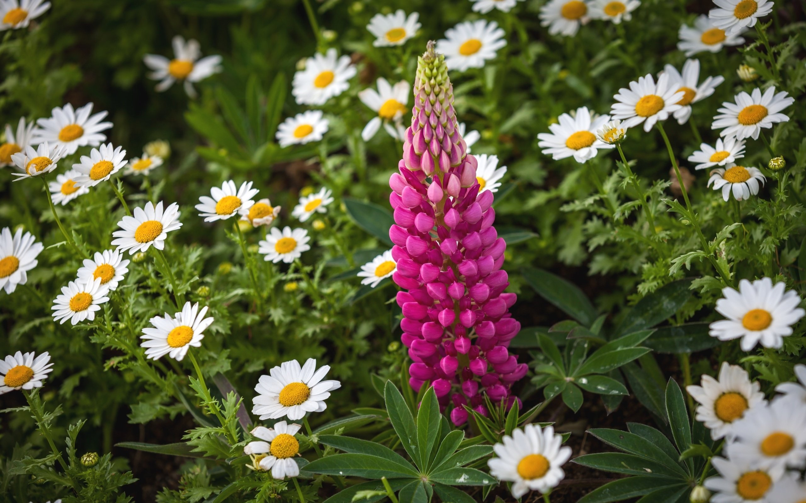 Обои цветы, листья, лето, лепестки, ромашки, люпин, flowers, leaves, summer, petals, chamomile, lupin разрешение 2700x1708 Загрузить