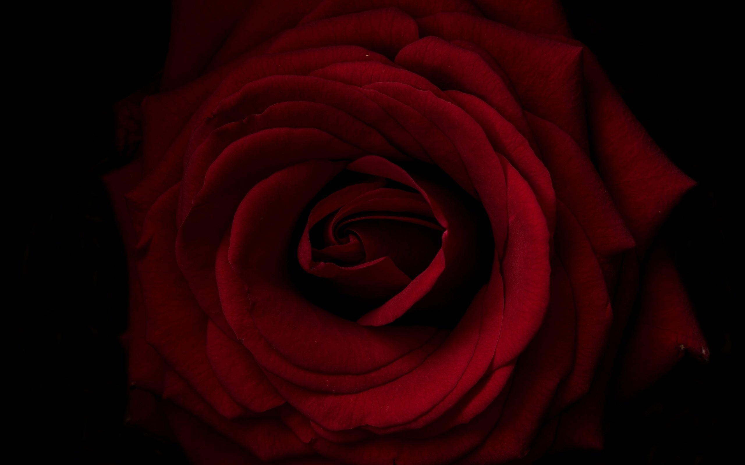 Обои макро, роза, лепестки, macro, rose, petals разрешение 2700x1760 Загрузить
