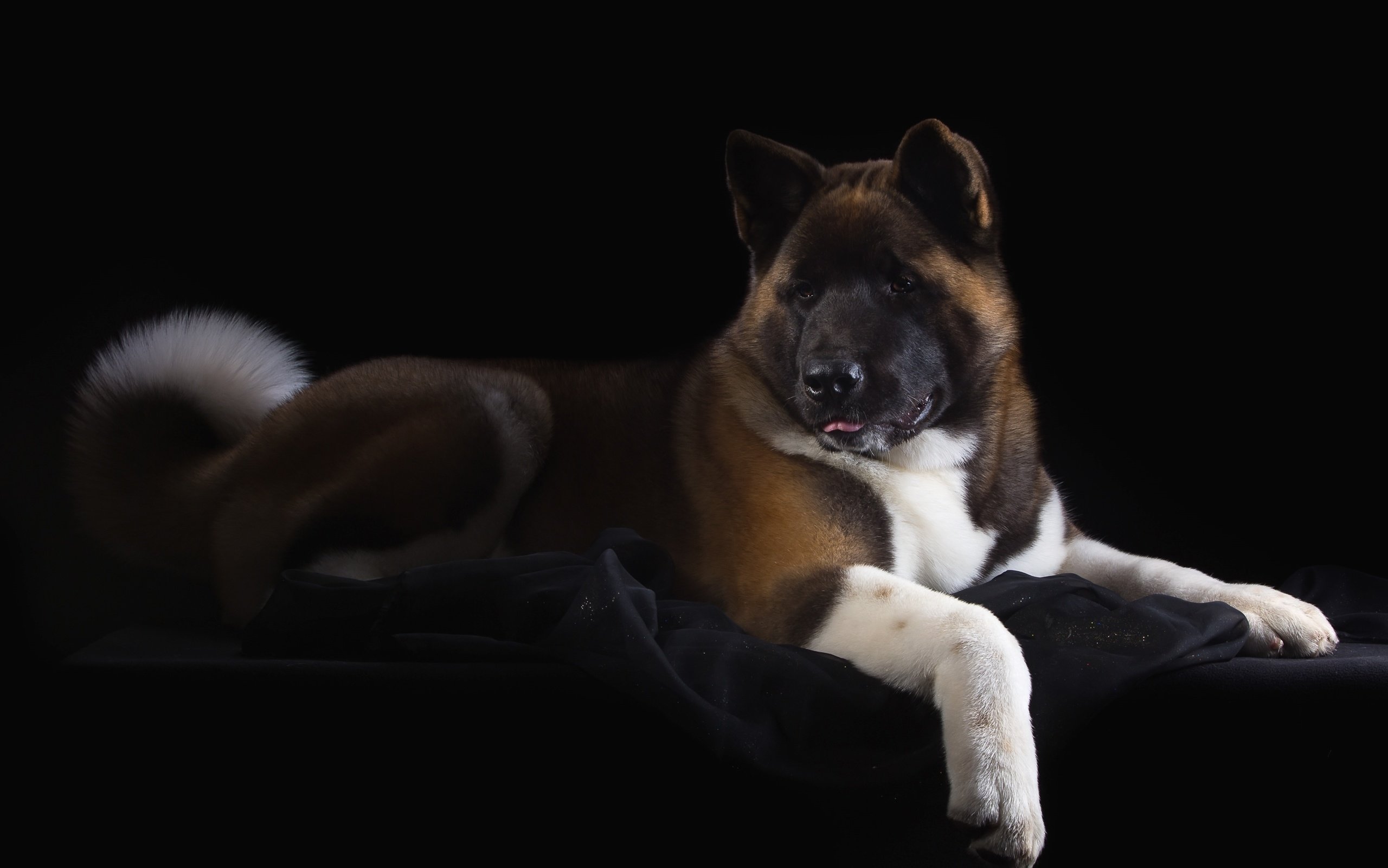 Обои пес, красавец, американская, акита, dog, handsome, american, akita разрешение 3200x2064 Загрузить