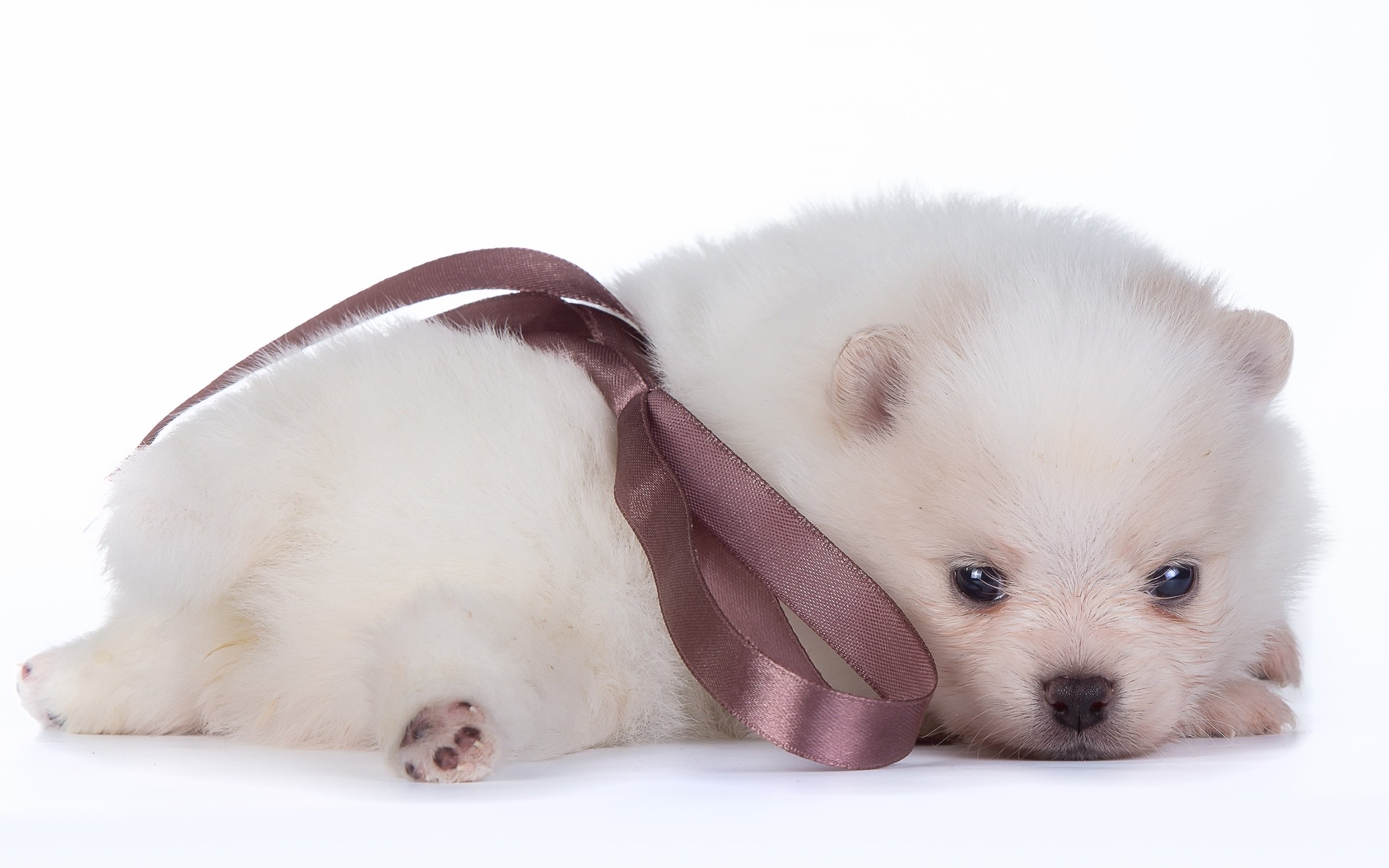 Обои белый, щенок, малыш, бант, шпиц, white, puppy, baby, bow, spitz разрешение 3000x1874 Загрузить