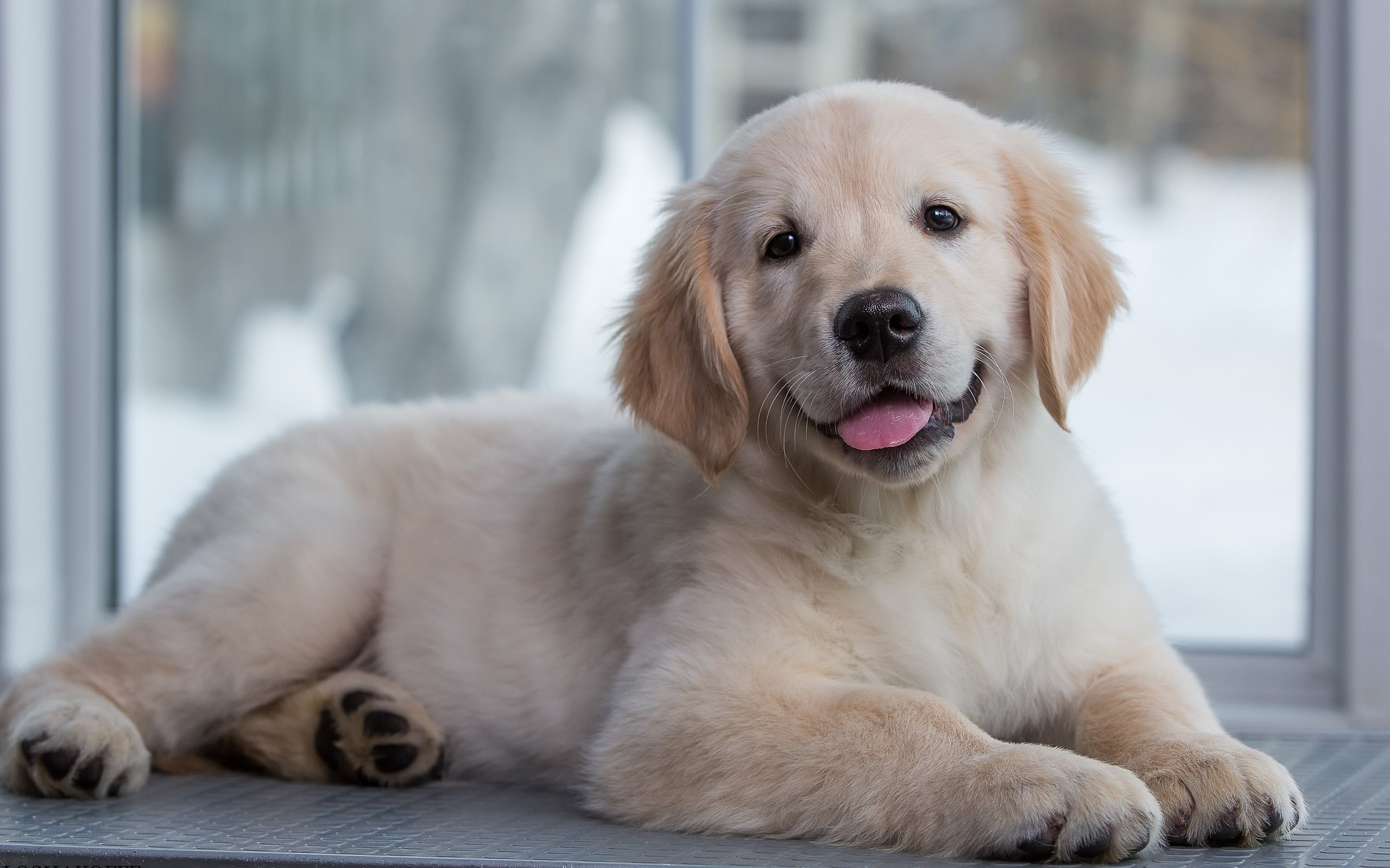 Обои щенок, золотистый ретривер, голден ретривер малыш, puppy, golden retriever, golden retriever baby разрешение 3000x1981 Загрузить