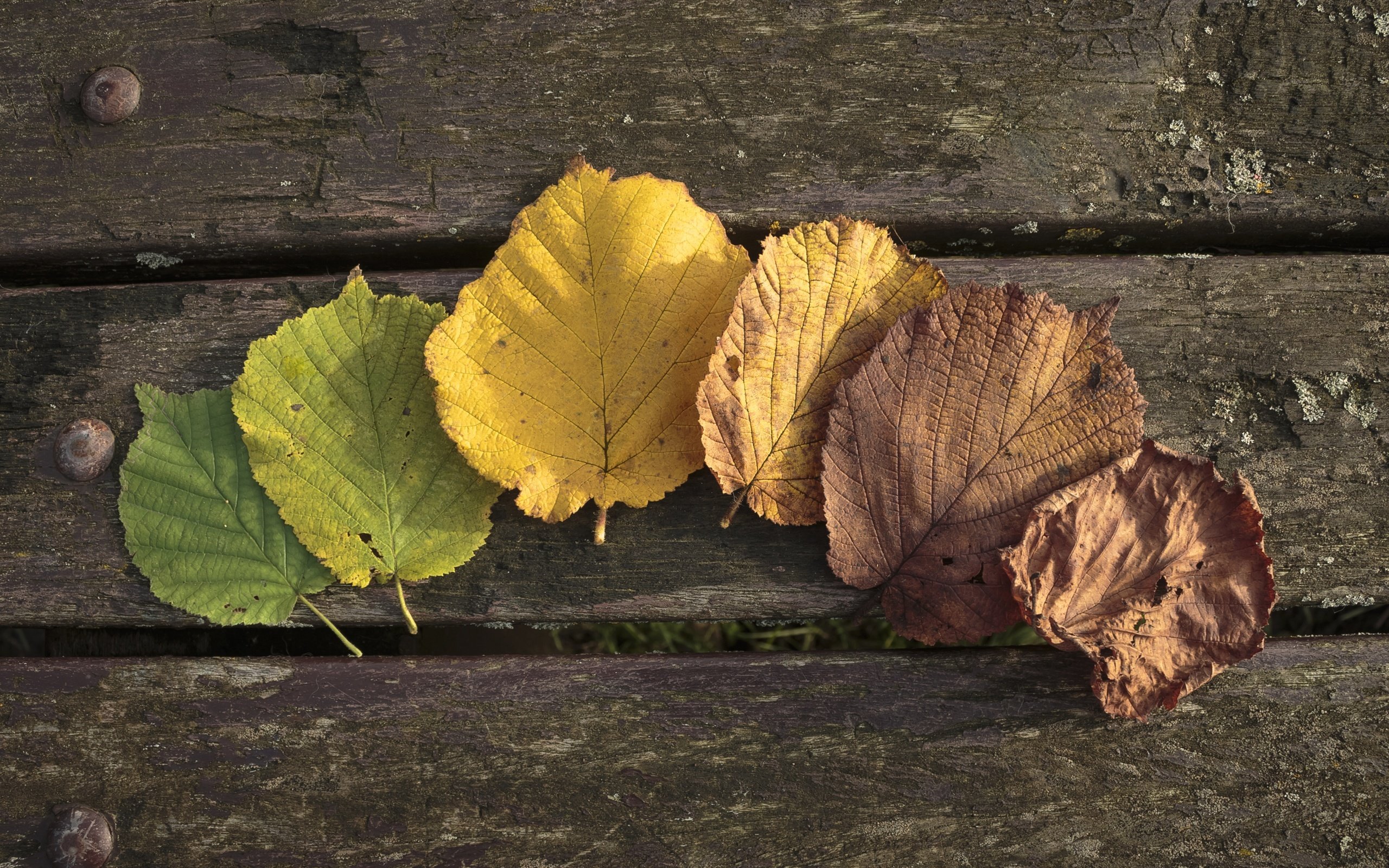 Обои листья, осень, осен,  листья, leaves, autumn разрешение 2880x1620 Загрузить