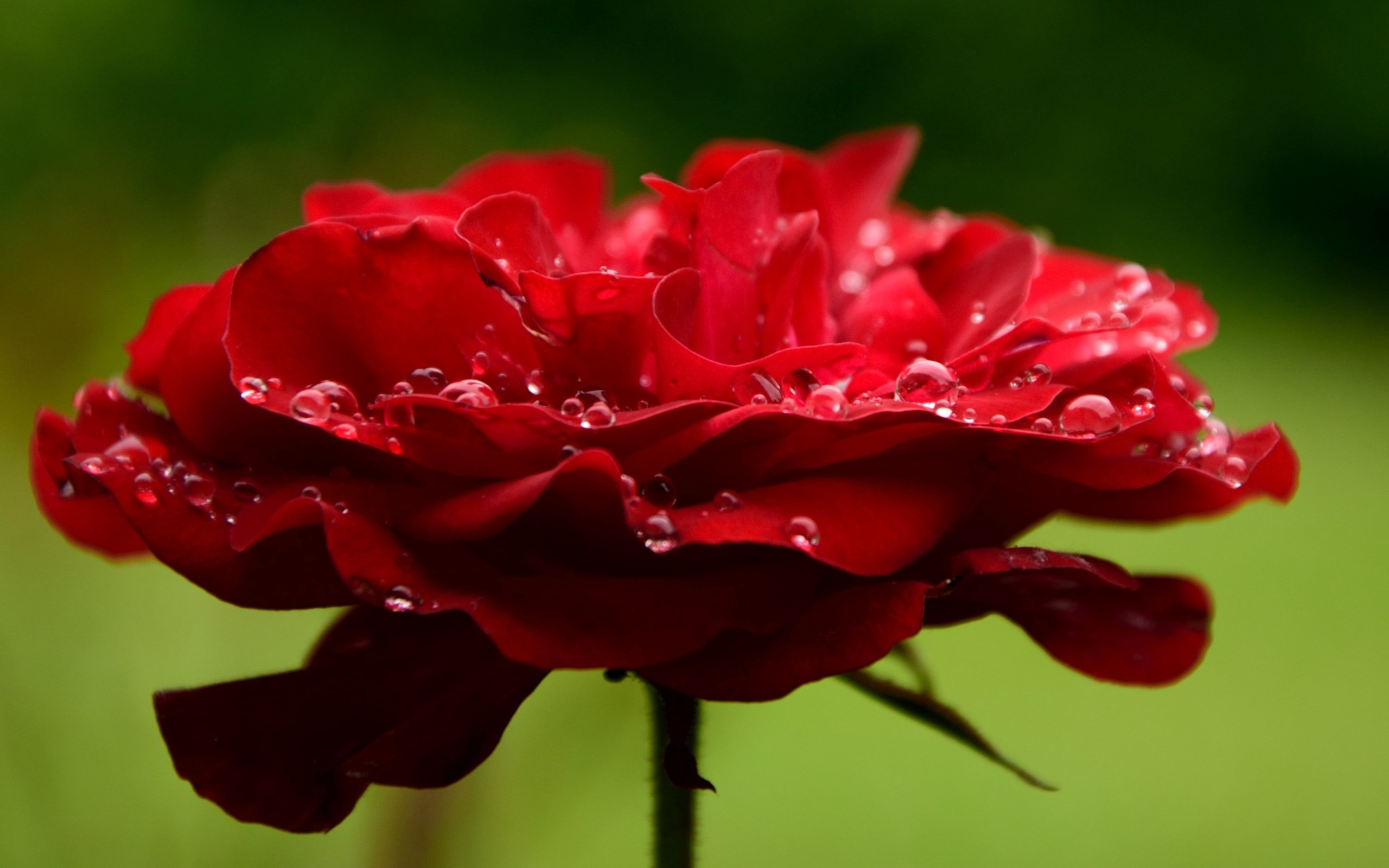 Обои макро, цветок, капли, роза, лепестки, красная, краcный,  цветы, macro, flower, drops, rose, petals, red, flowers разрешение 4136x3184 Загрузить