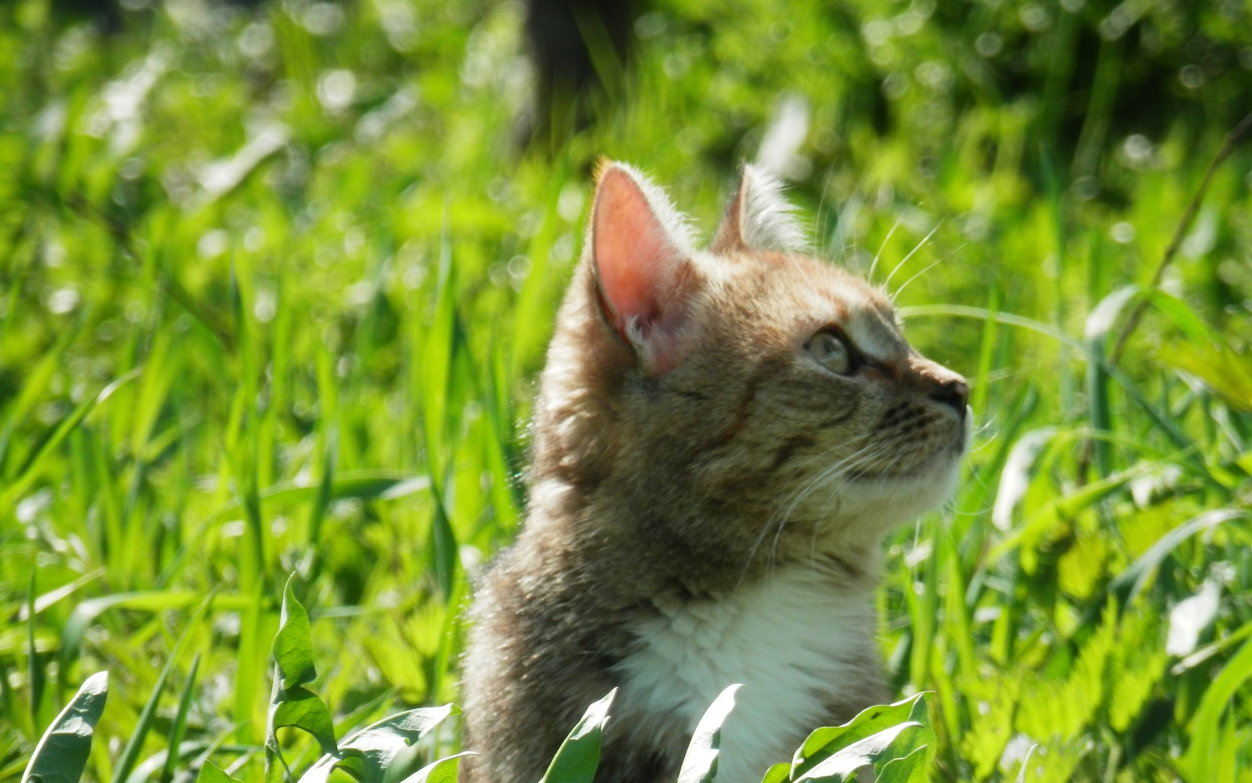 Обои трава, зелень, кот, кошка, весна, весенние, grass, greens, cat, spring разрешение 4288x3216 Загрузить