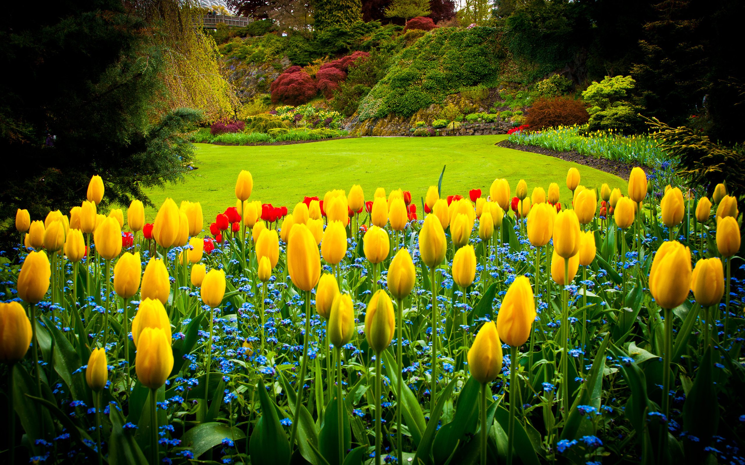 Обои парк, тюльпаны, канада, газон, queen elizabeth park, park, tulips, canada, lawn разрешение 2595x1724 Загрузить